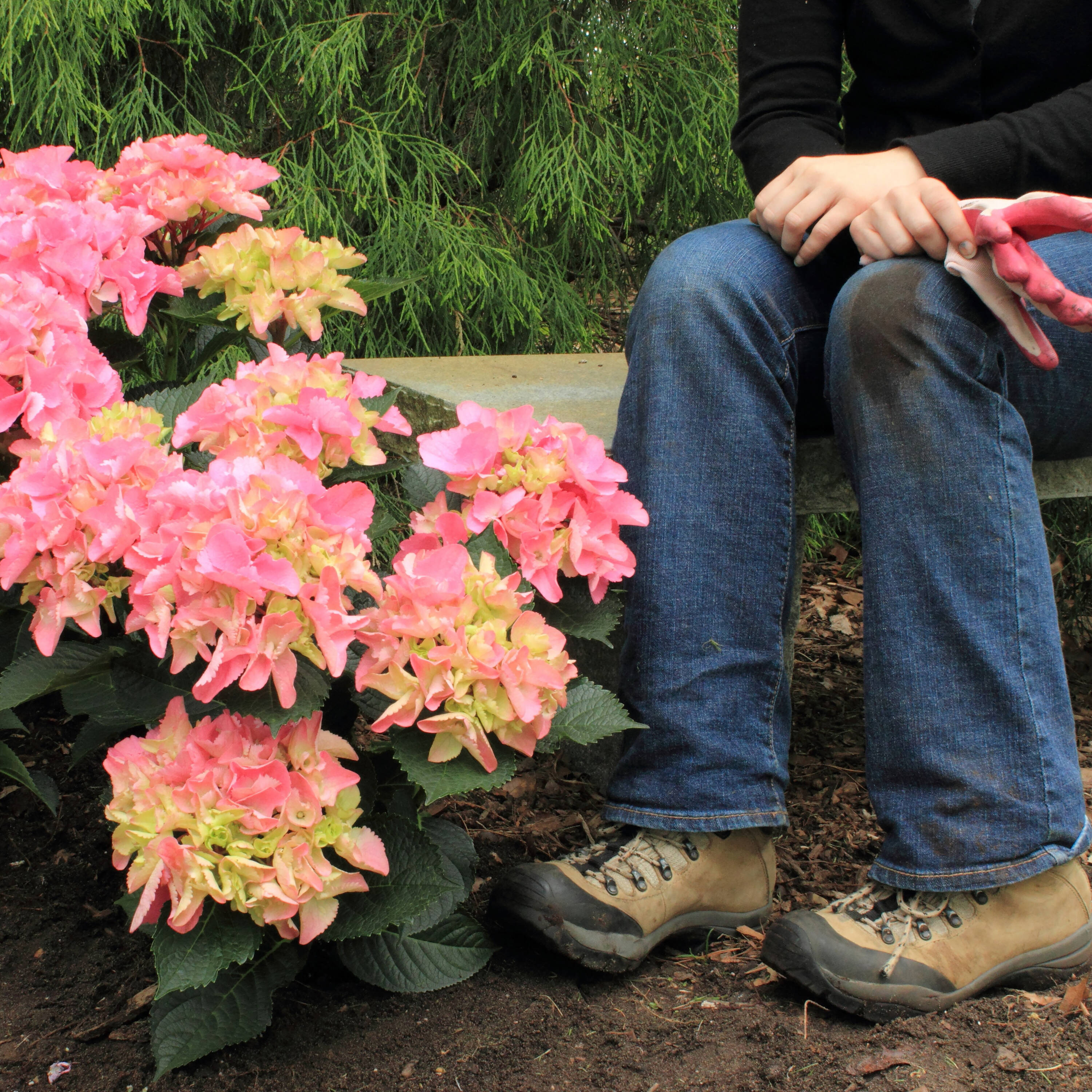 Proven Winners HYDPRC2077800 Cityline Venice Bigleaf Hydrangea (Macrophylla) Flowering Shrub in 1 -Quart Pot with Multicolor Blooms