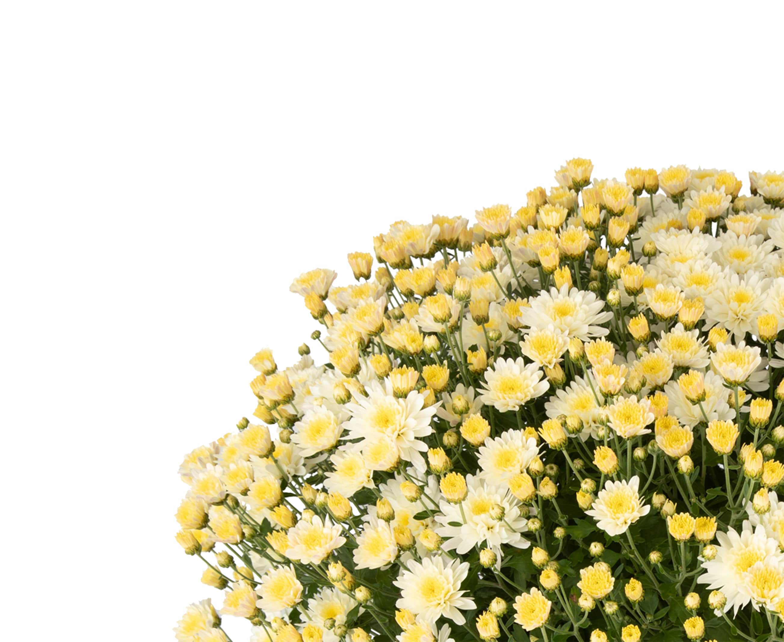  2468 annuals - View #5