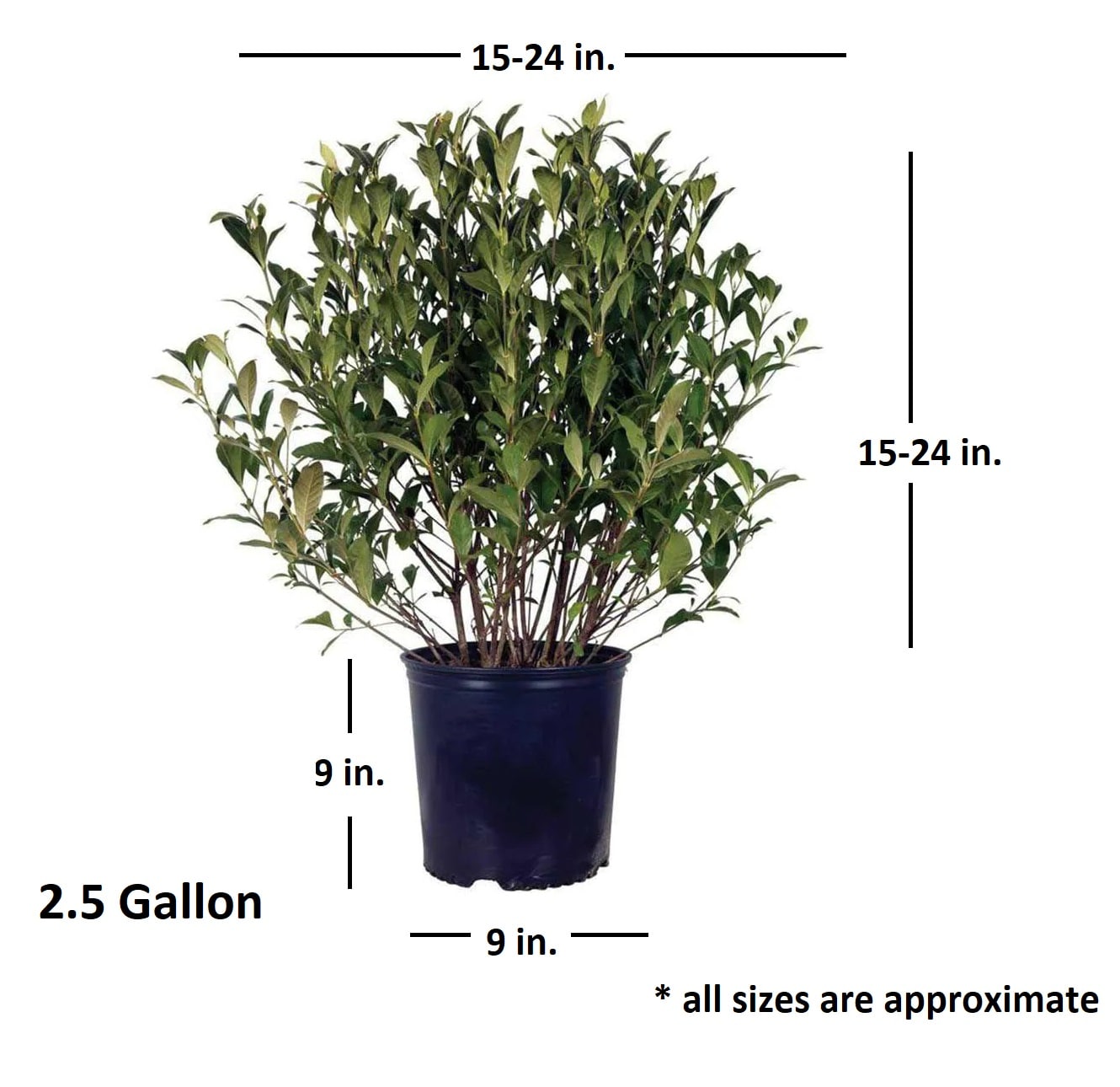 Flowerwood 20973FL-1 shrubs - View #2