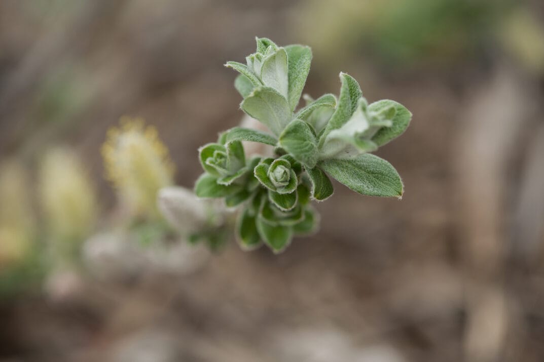 Lowe's NURSERY shrubs - View #2