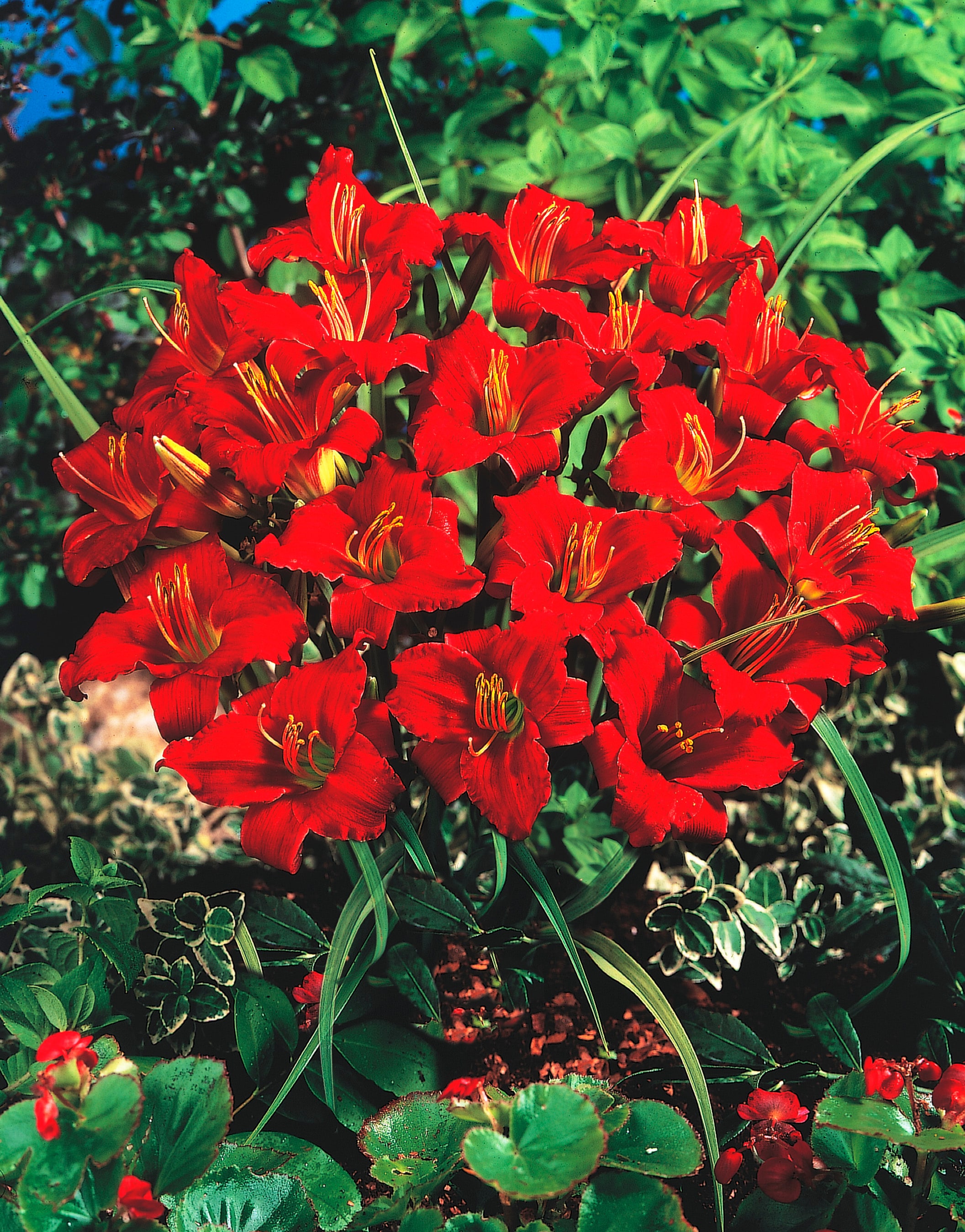 Spring Hill Nurseries Red Little Business Flowering Daylily Perennial Plants In 5 Pack Bareroot