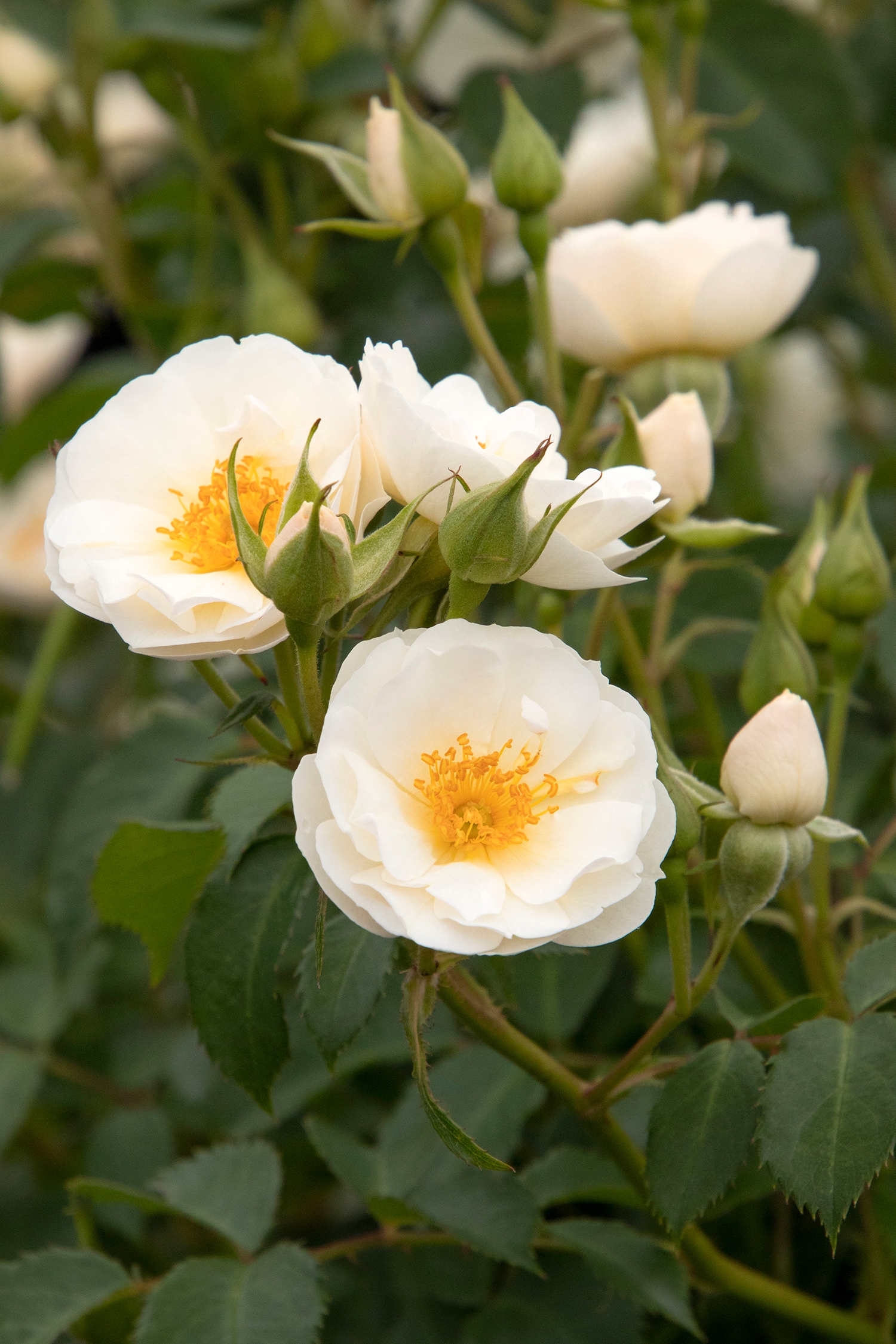Monrovia 420415PT roses - View #2