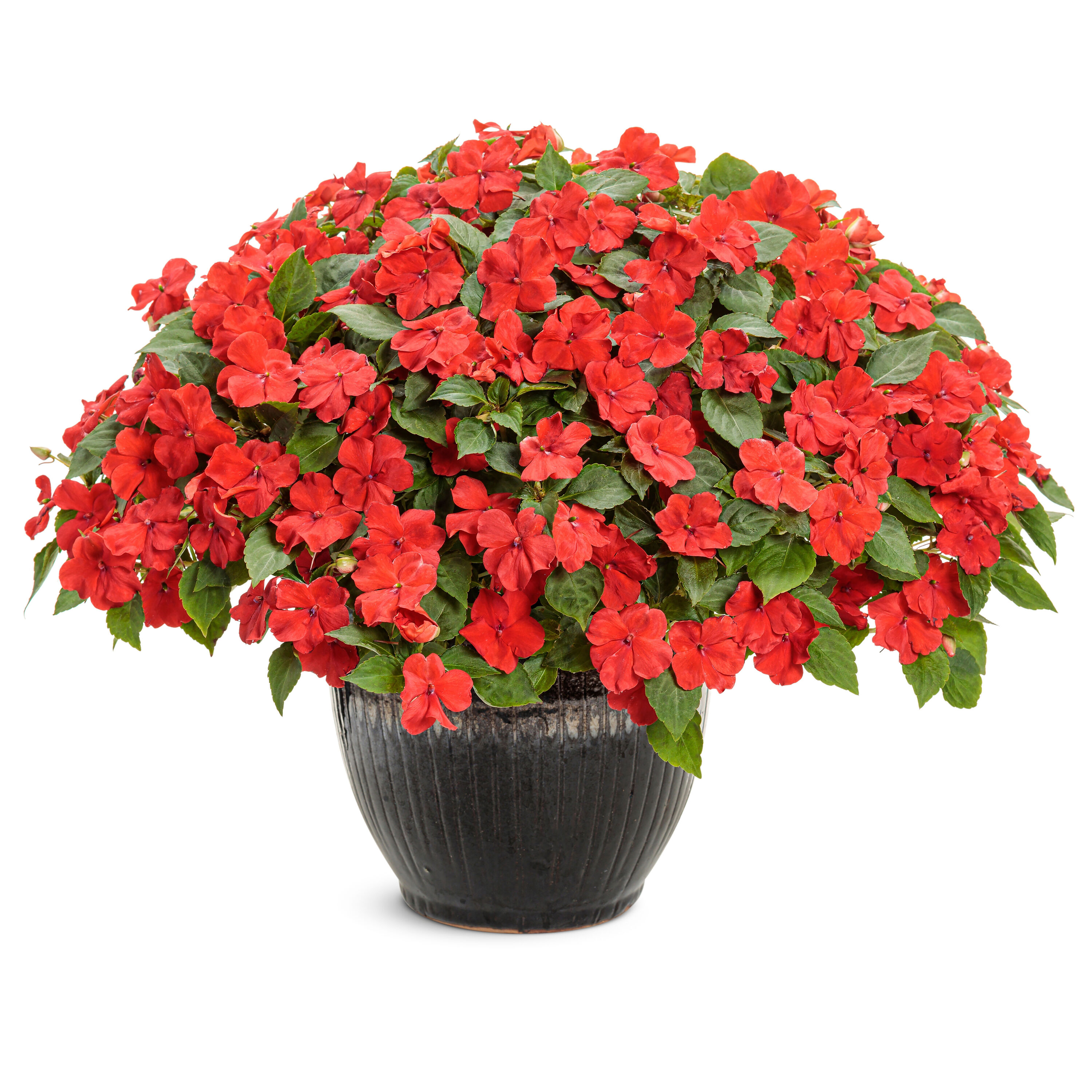 Proven Winners IMPPRW1327504 annuals - View #4