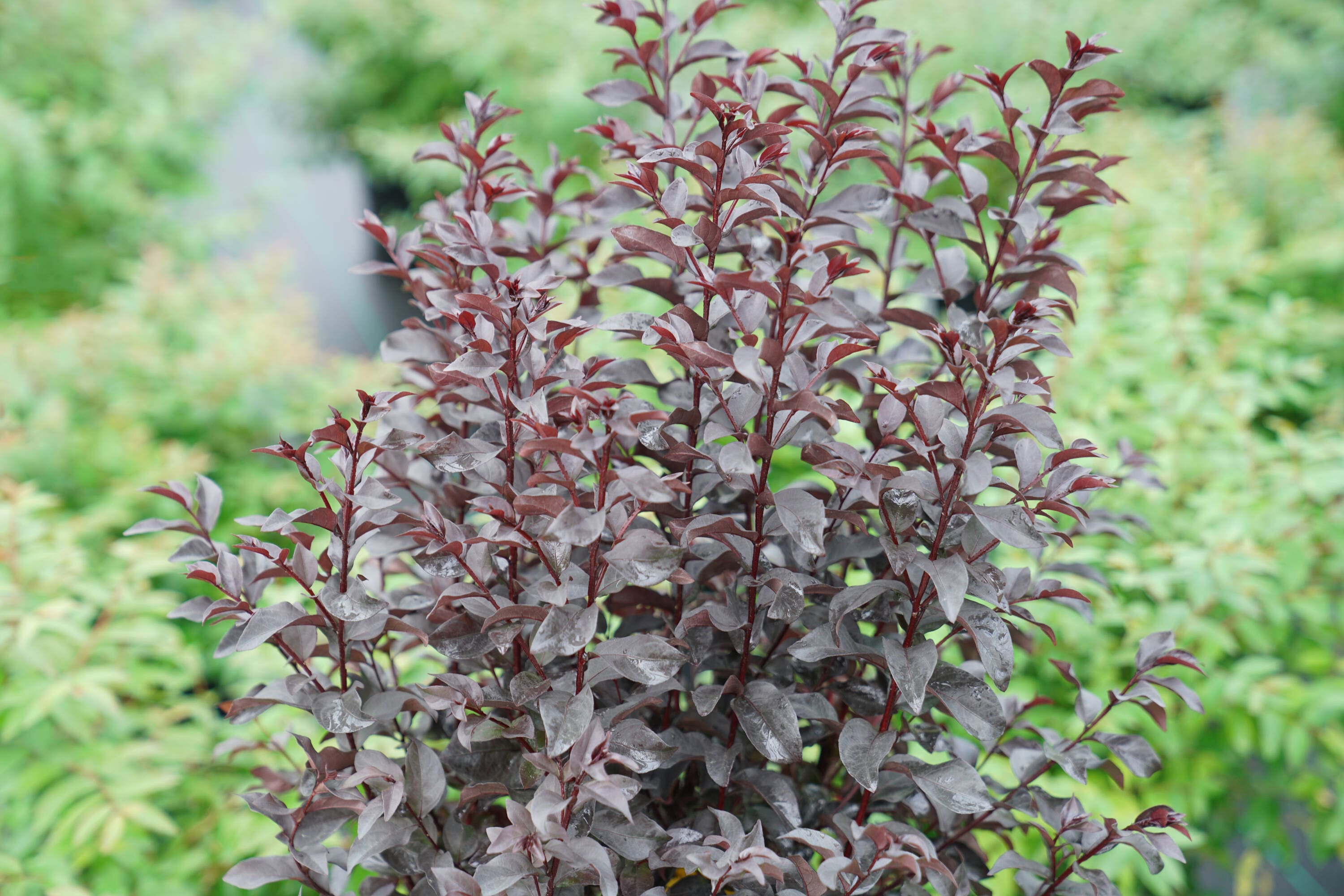Proven Winners LAGPRC2007800 shrubs - View #2