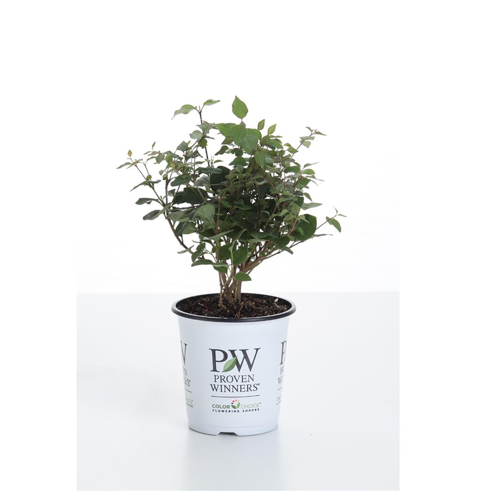 Proven Winners SYRPRC1027800 shrubs - View #2