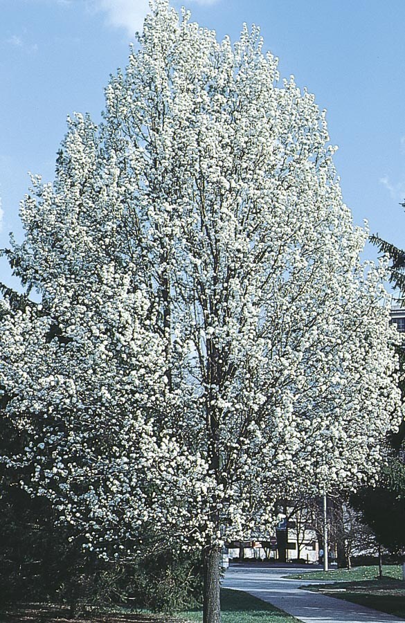 12.68-Gallon White Flowering Tree Flowering Pear In Pot (With Soil) in ...