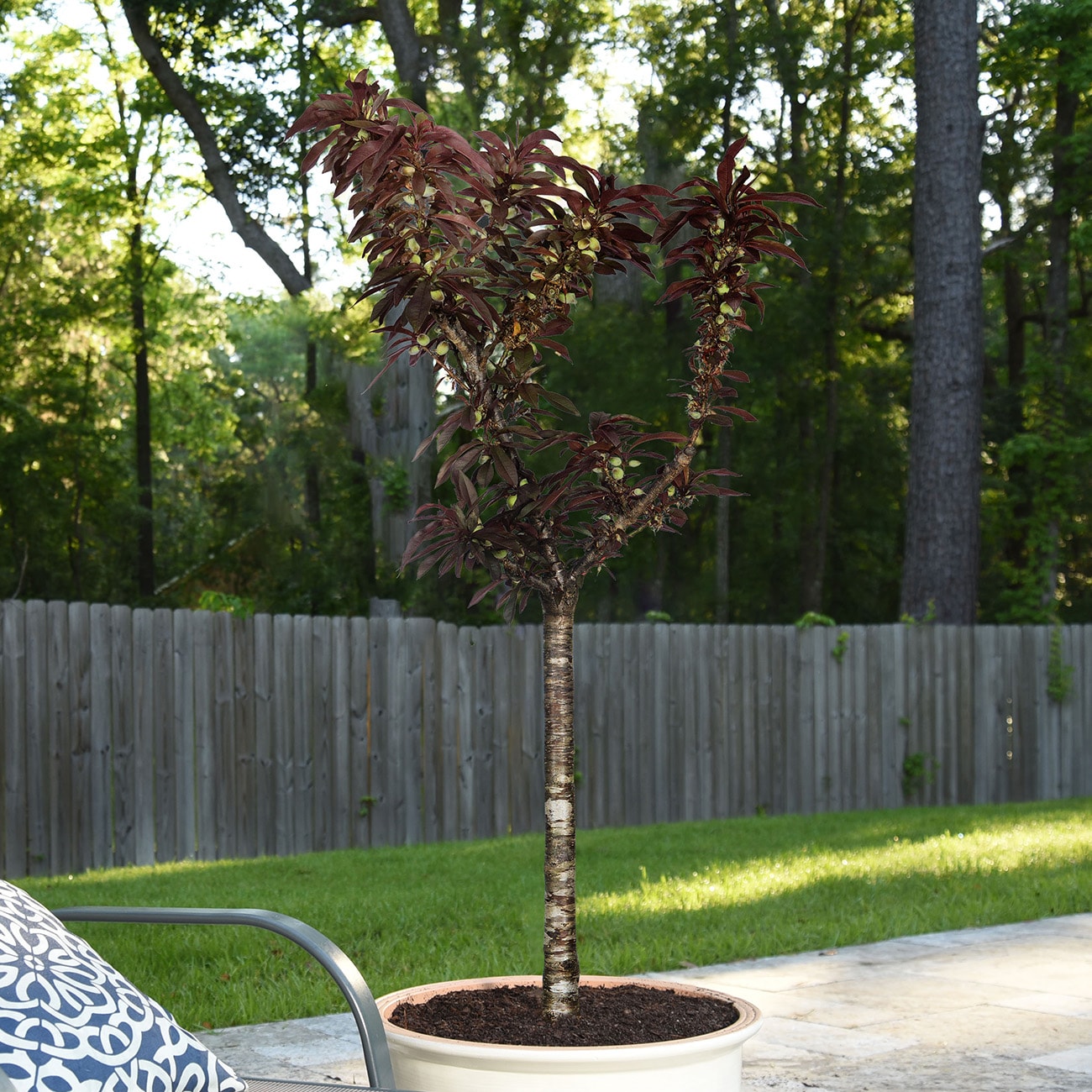 Perfect Plants LOBONFIREPEACH5G trees - View #7