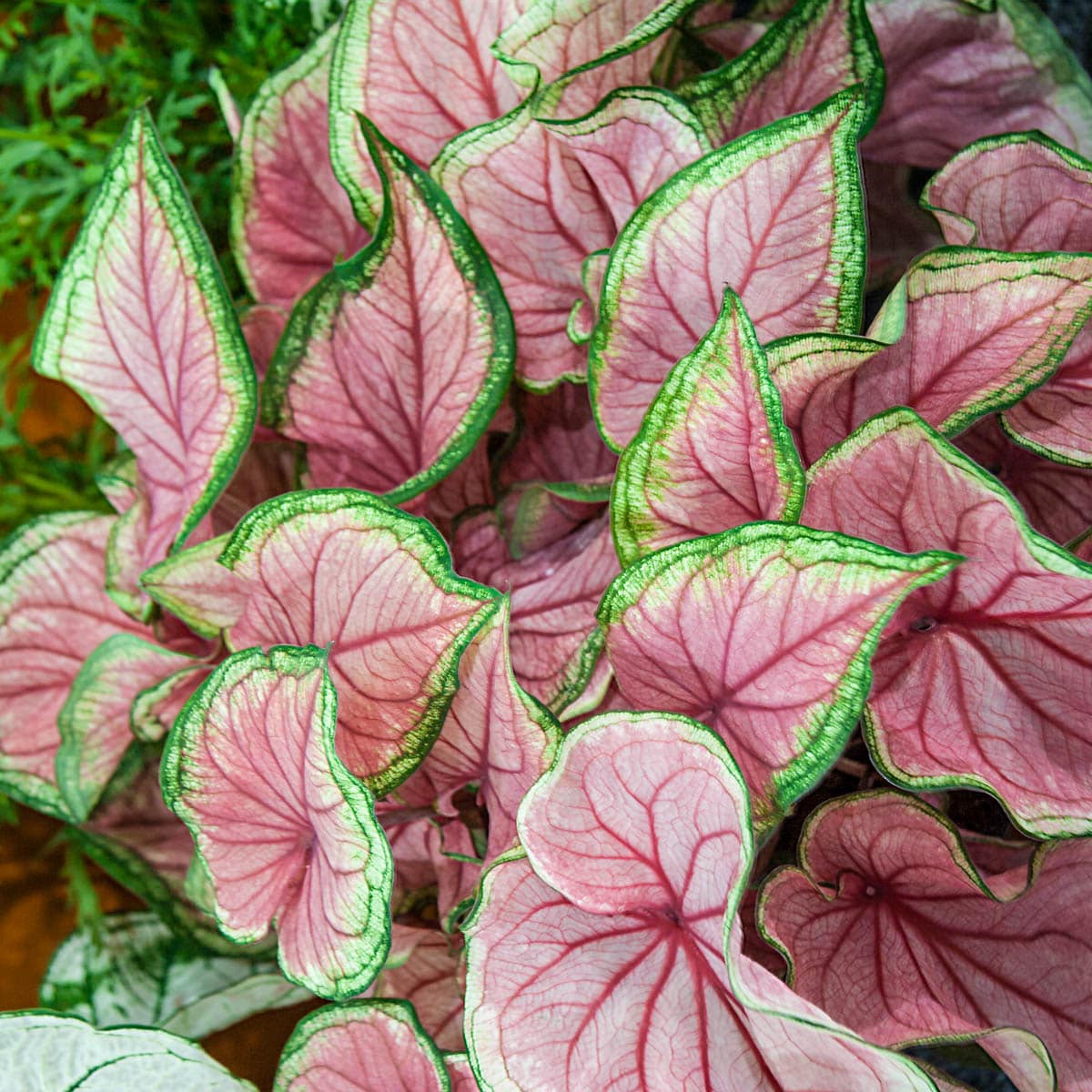 Breck's No Flowers Festiva Fancy Leaf Dormant Caladium Bulbs 2-Pack in ...