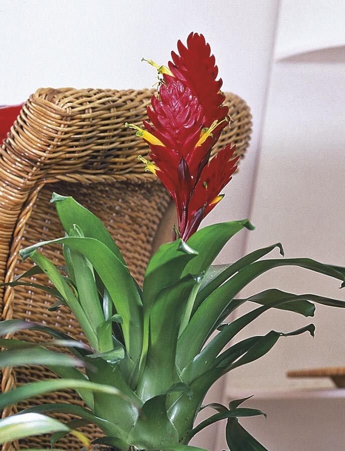  NURSERY Mixed Bromeliads House plant