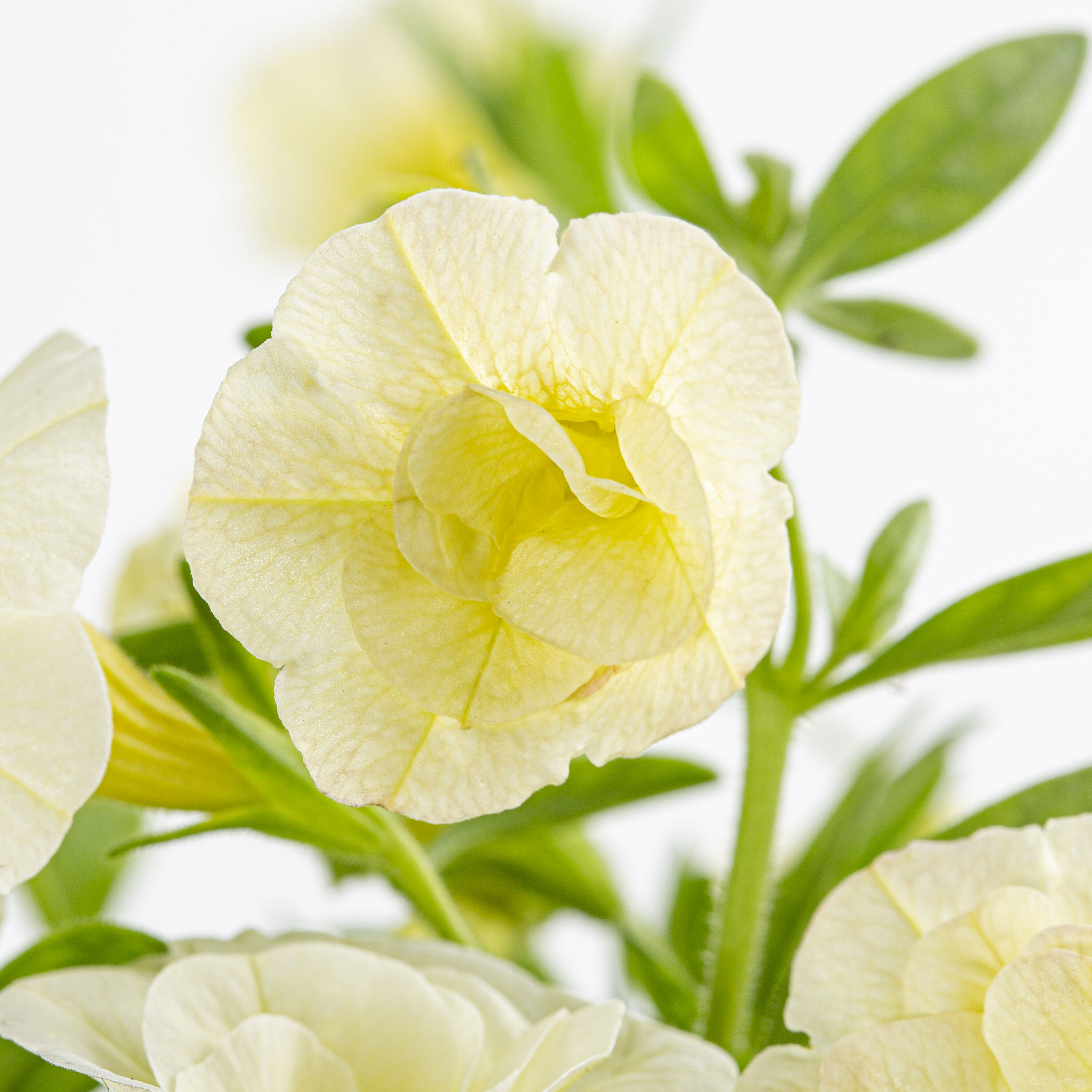 Proven Winners 4898 annuals - View #2