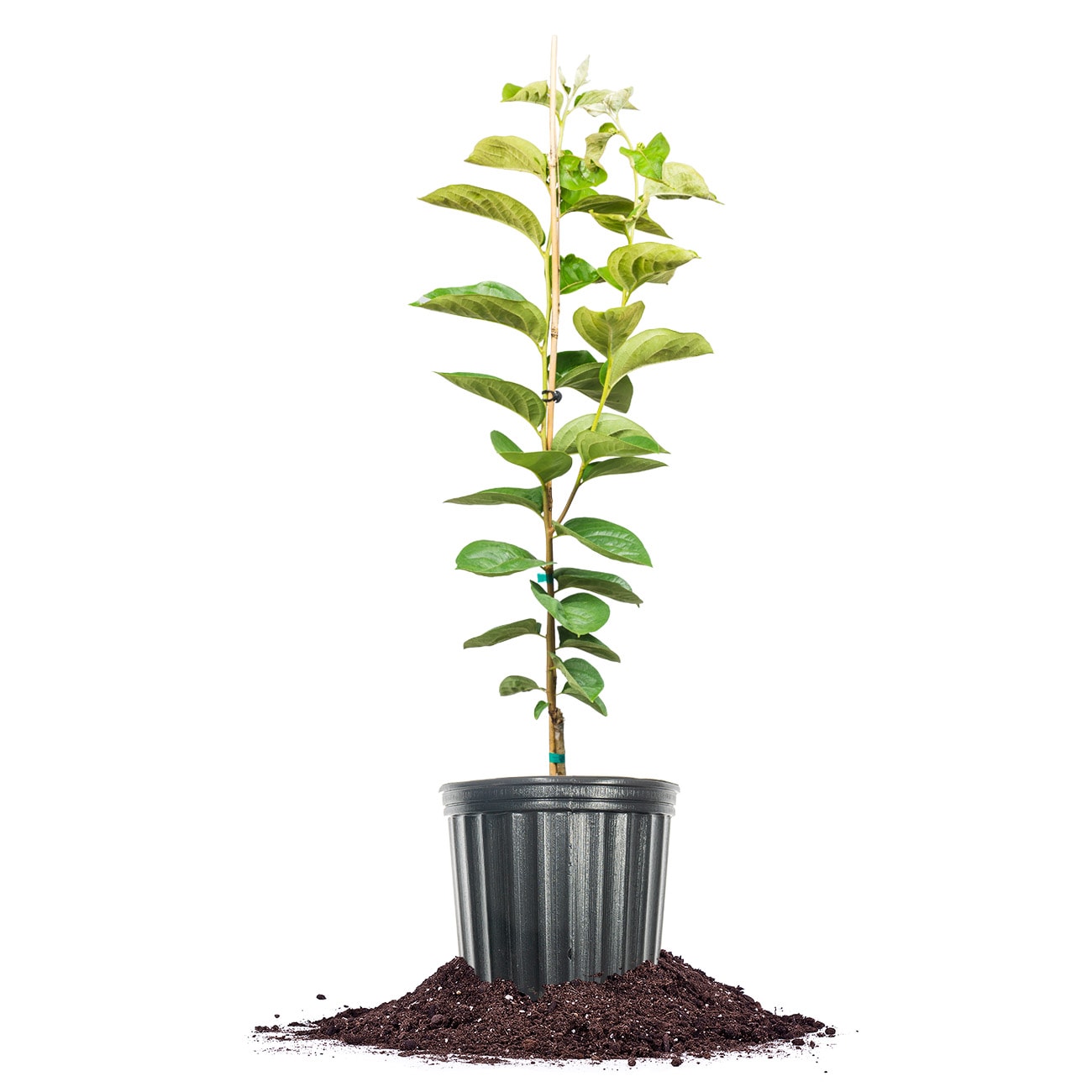 Perfect Plants LOTANEASHI3G 3 -Gallon Fruit Tanenashi Persimmon In pot (with soil)