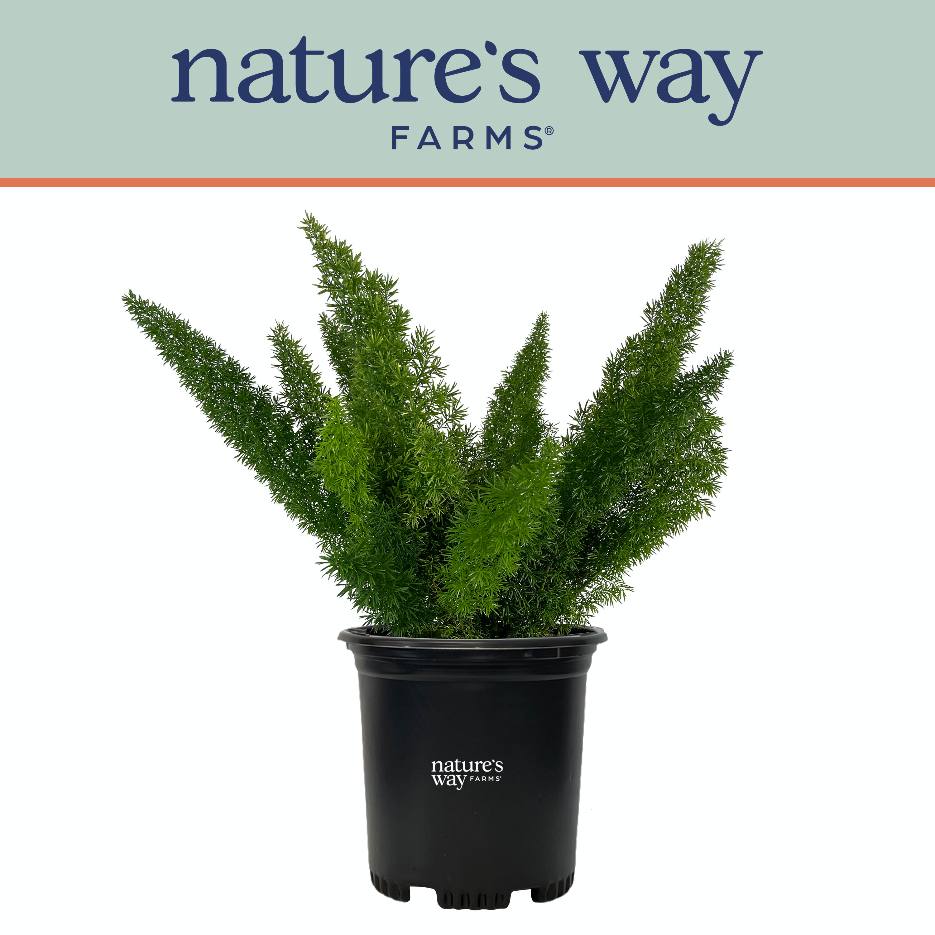  1050 Nature's Way Farms Asparagus Meyerii Live Plant in 6# Pot