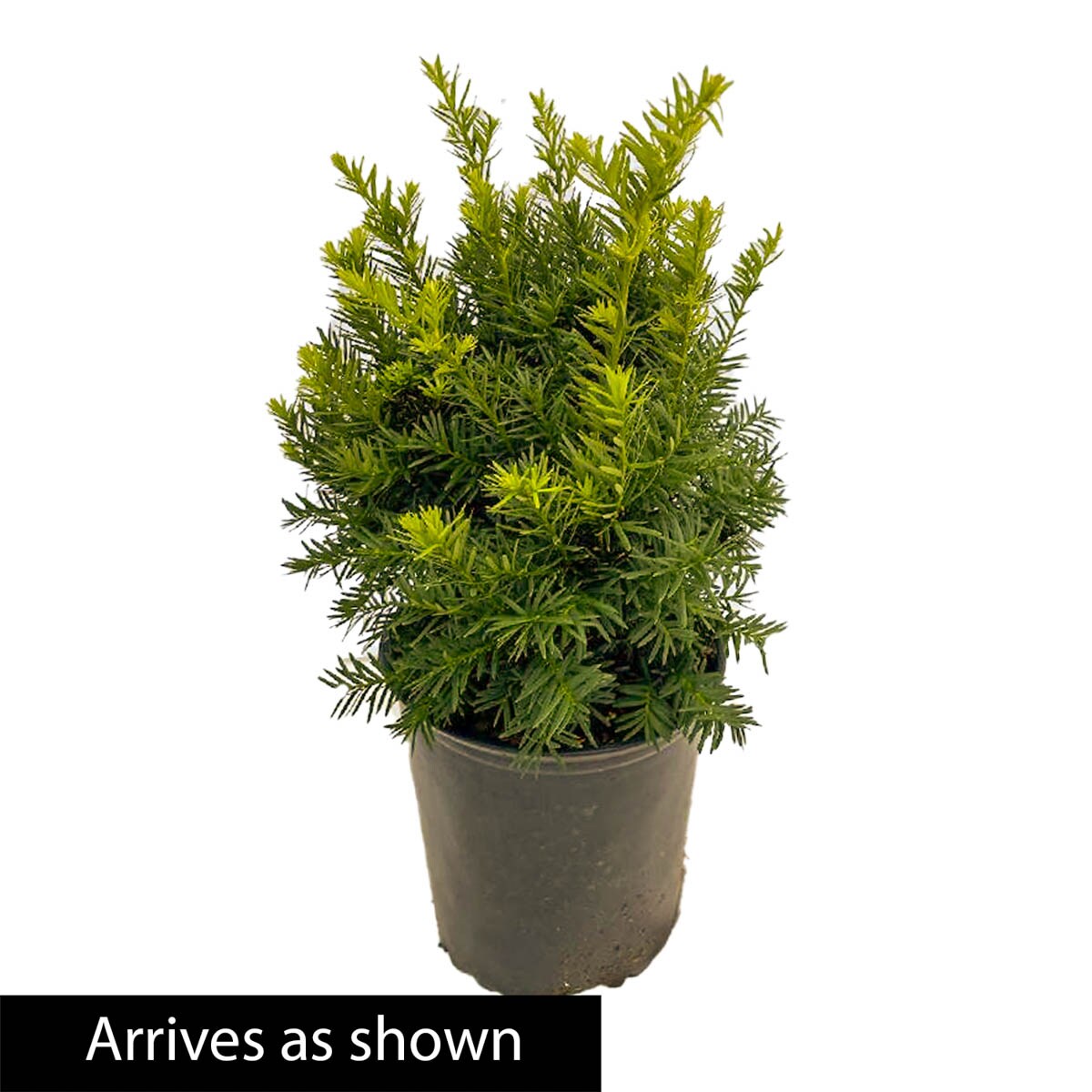 Spring Hill Nurseries 96501 shrubs - View #4