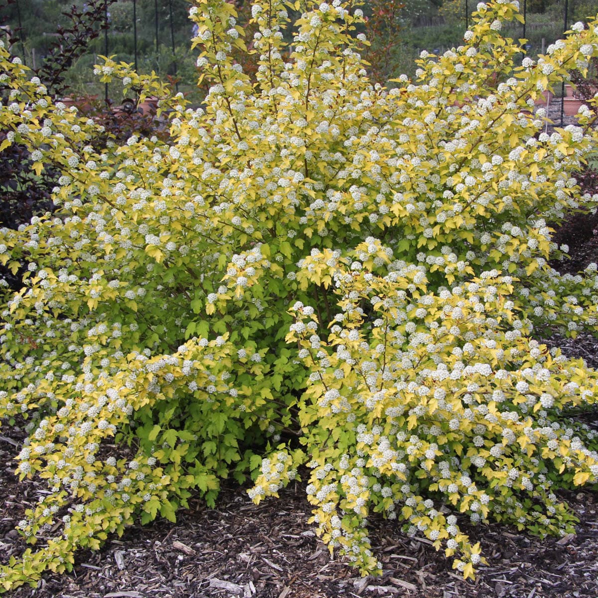 Spring Hill Nurseries 92457 shrubs - View #2