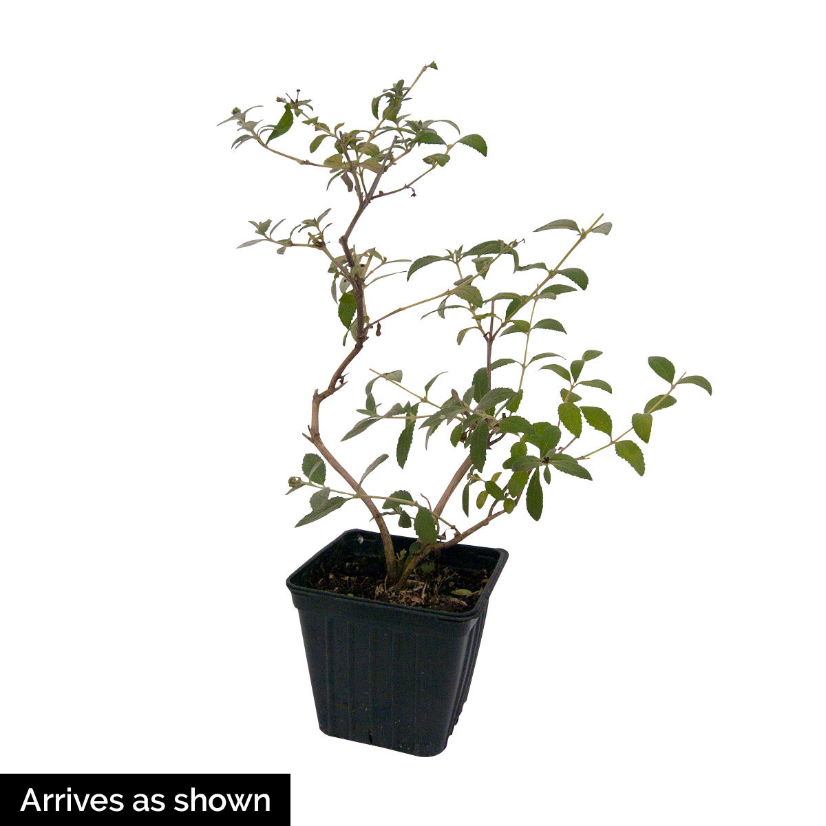 Gurney's Seed and Nursery 89453 shrubs - View #4