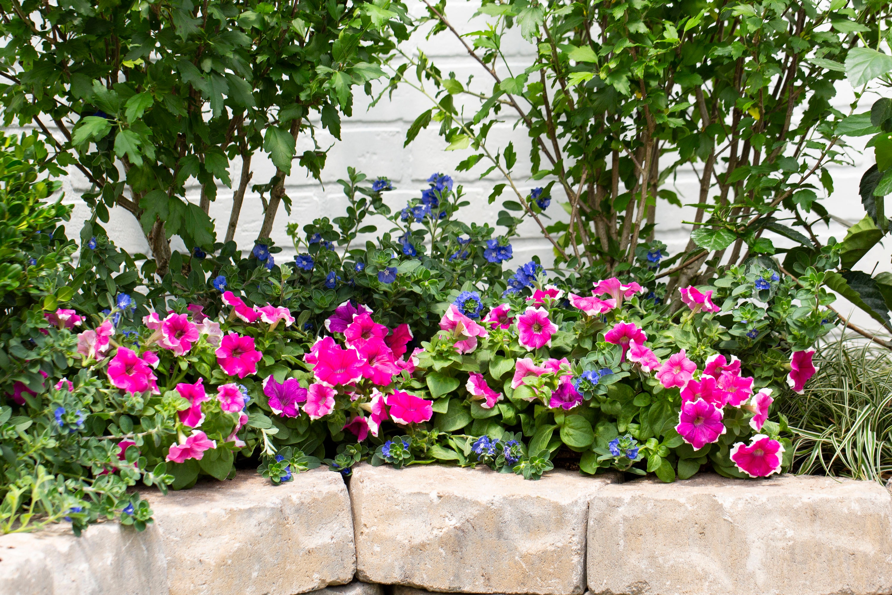 Monrovia 192083 annuals - View #3