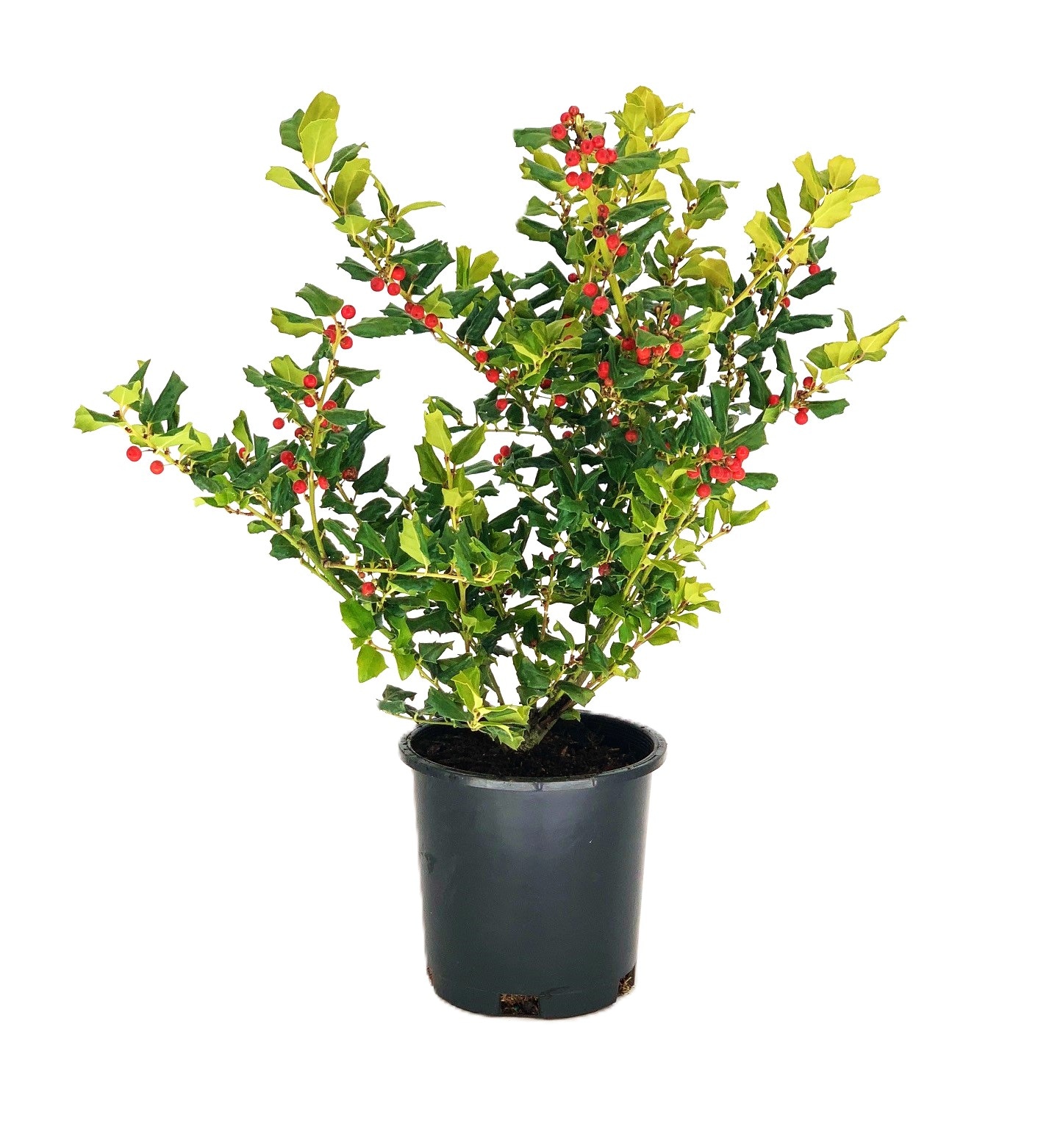  O477001 China Girl Holly Foundation/Hedge Shrub in 2.5 -Quart Pot 1 -Pack