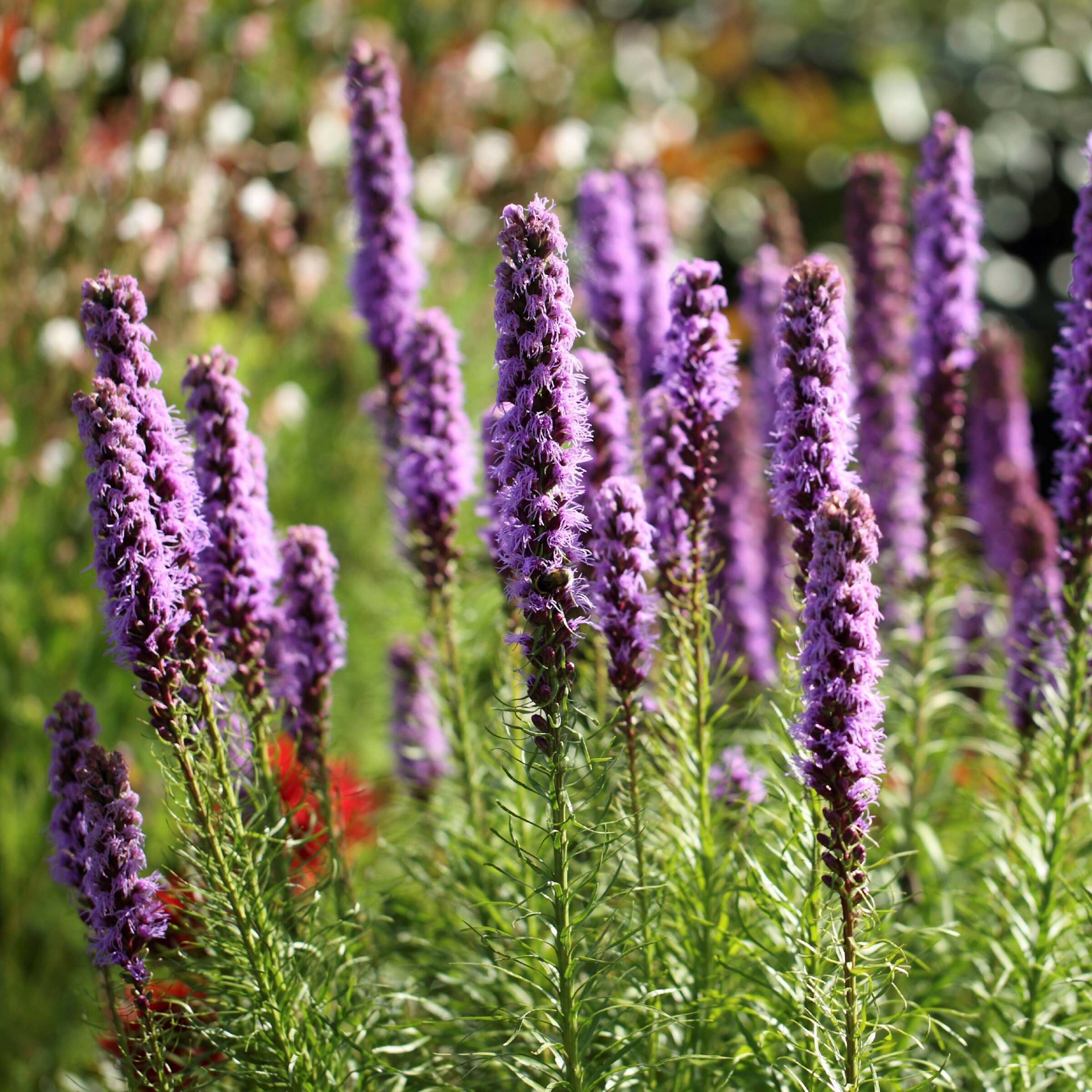 National Plant Network LW1904 perennials - View #7