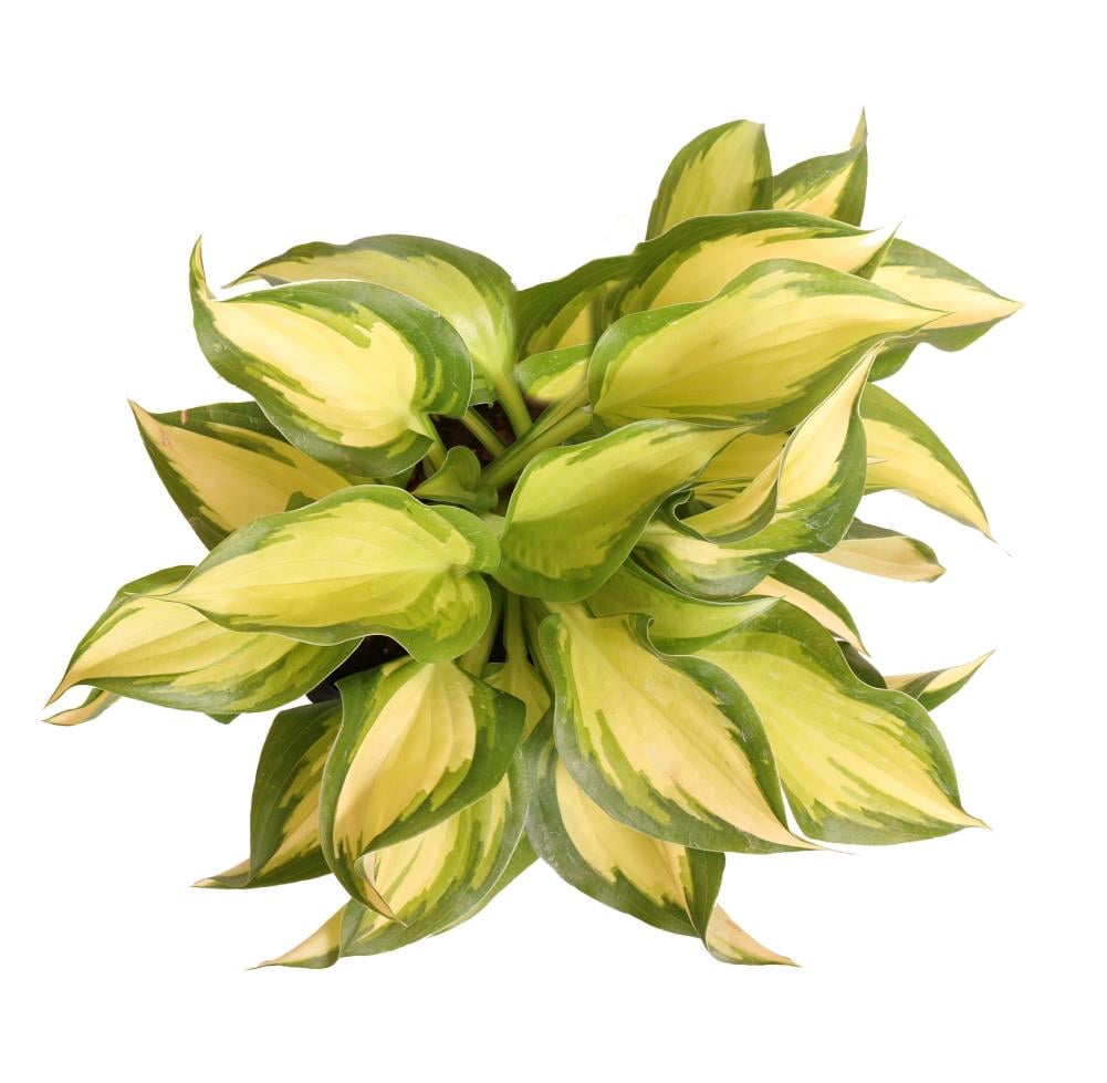 Lowe's NURSERY Yellow Hosta Plant in -Quart Pot