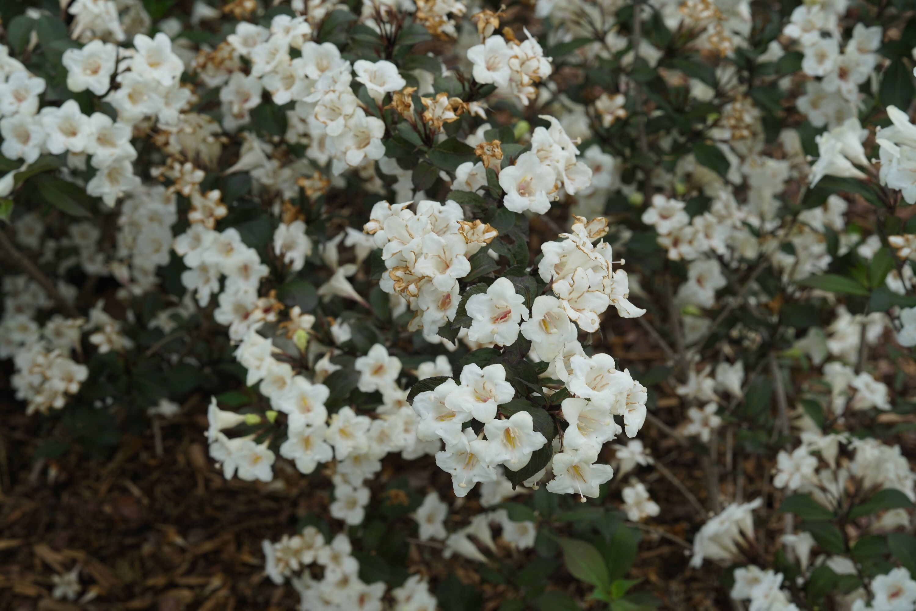 Proven Winners WEIPRC1137800 shrubs - View #5