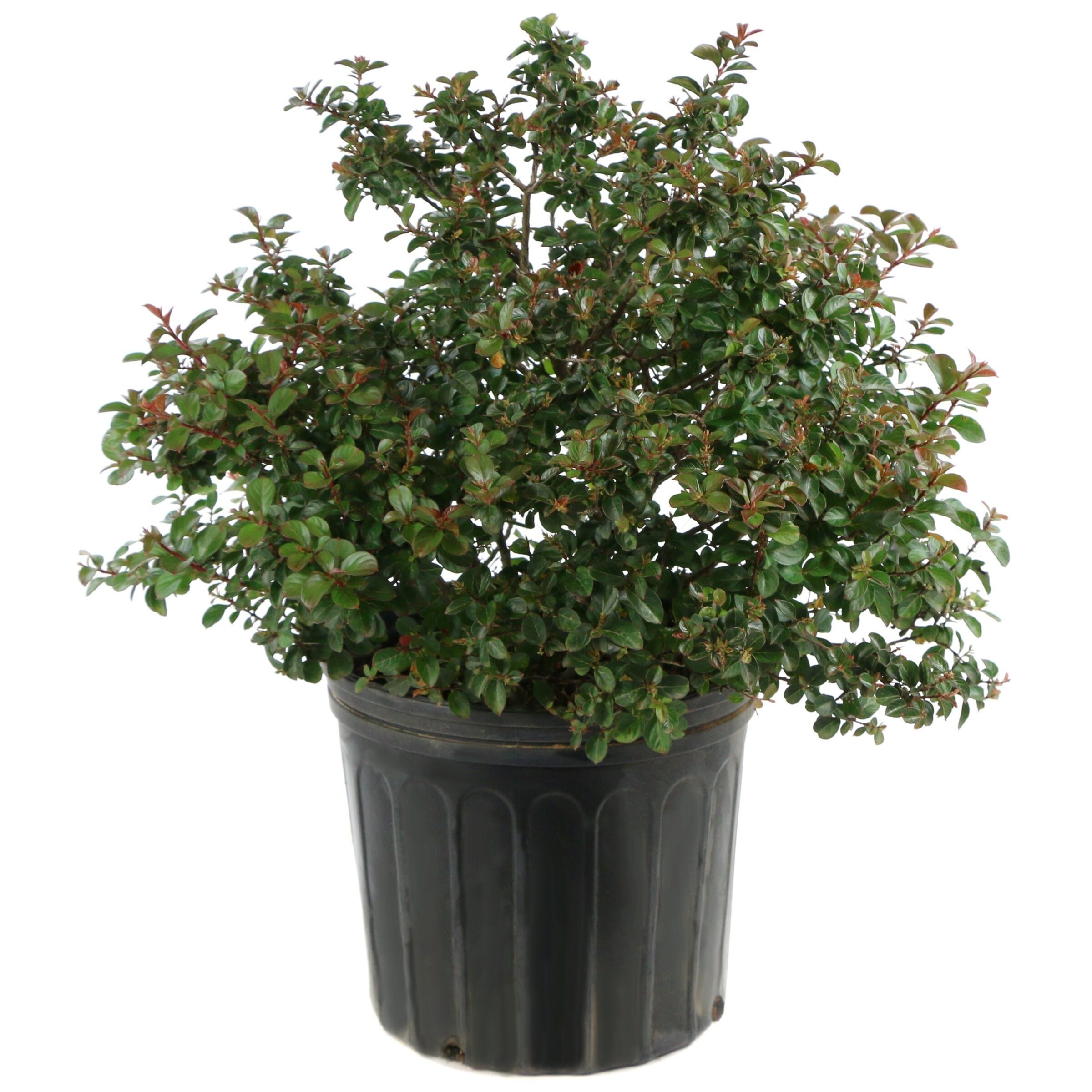 National Plant Network LW1835 shrubs - View #9