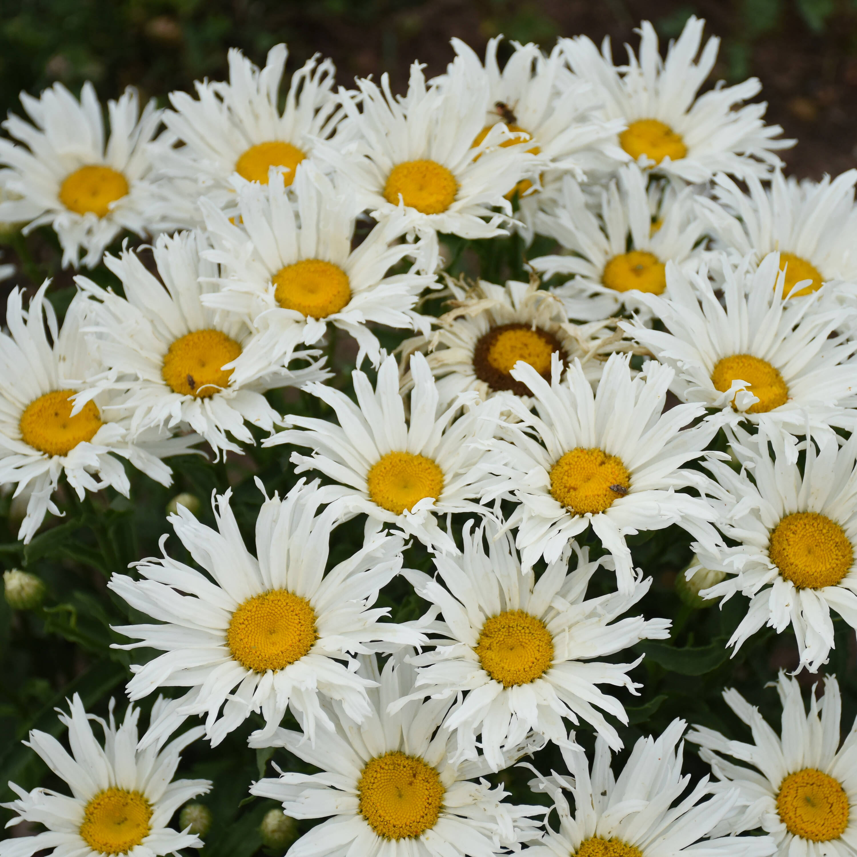 Proven Winners White Amazing Daisies 'Spun Silk' Shasta Daisy - 1 ...