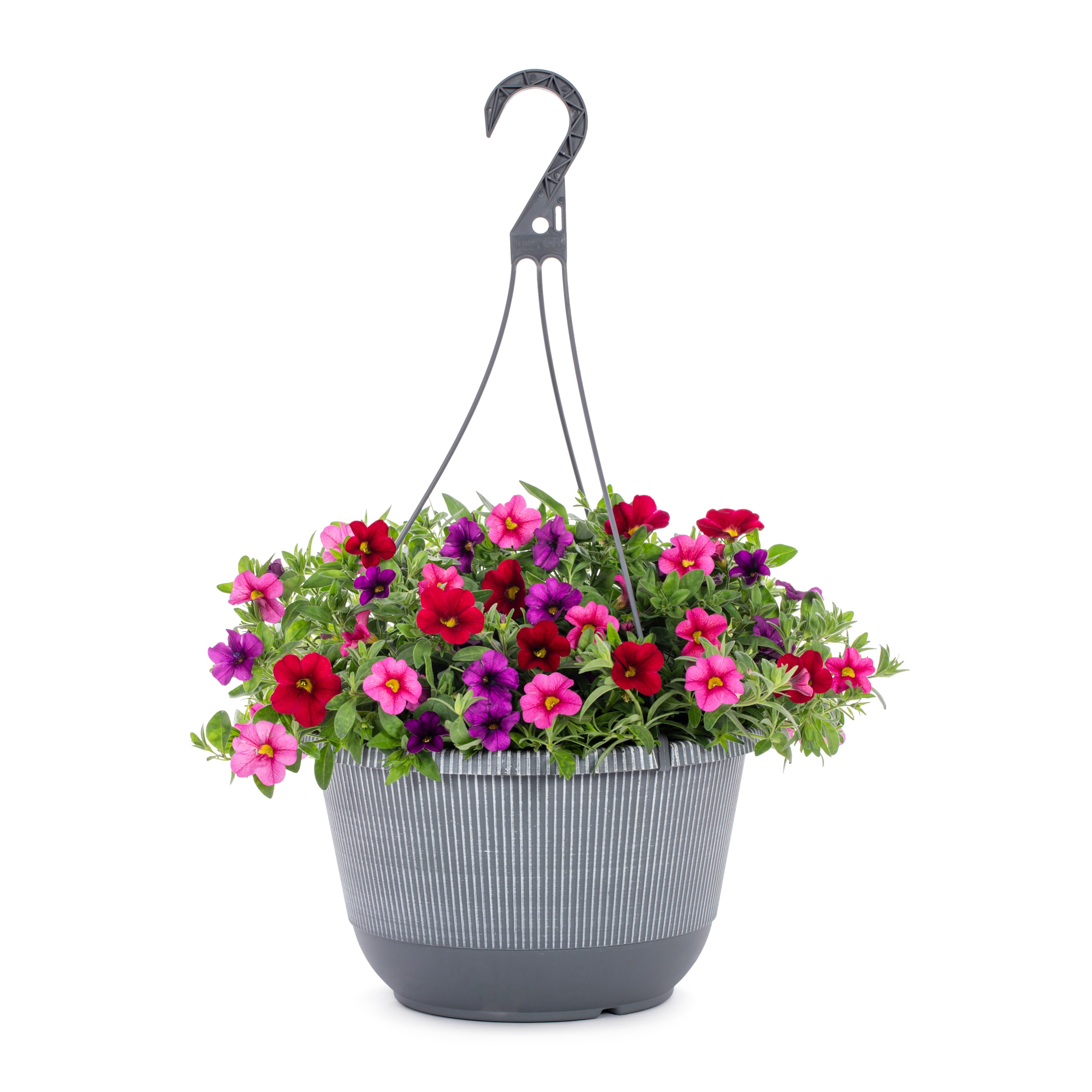 Metrolina Greenhouses - 2 Gallon(s) Multicolor Calibrachoa Hanging Basket 1 -Pack - Low Maintenance