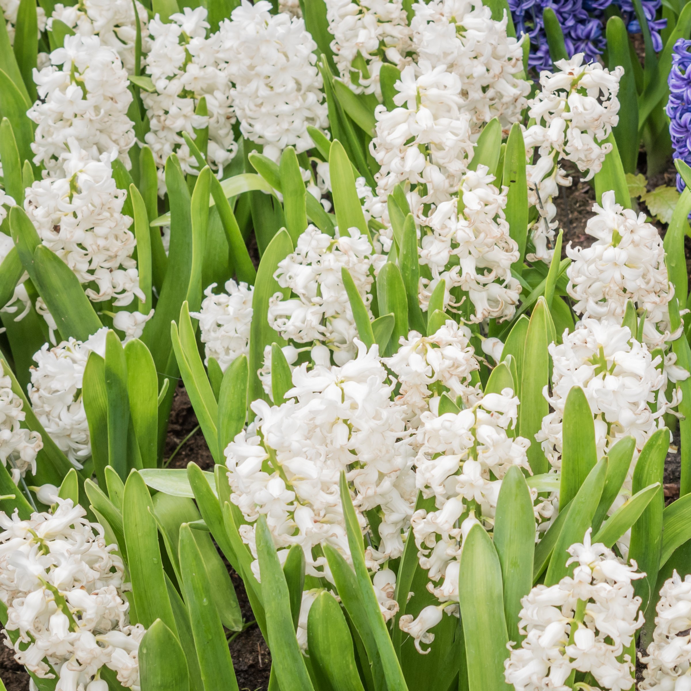 National Plant Network LW3145A Plant-Bulbs - View #9