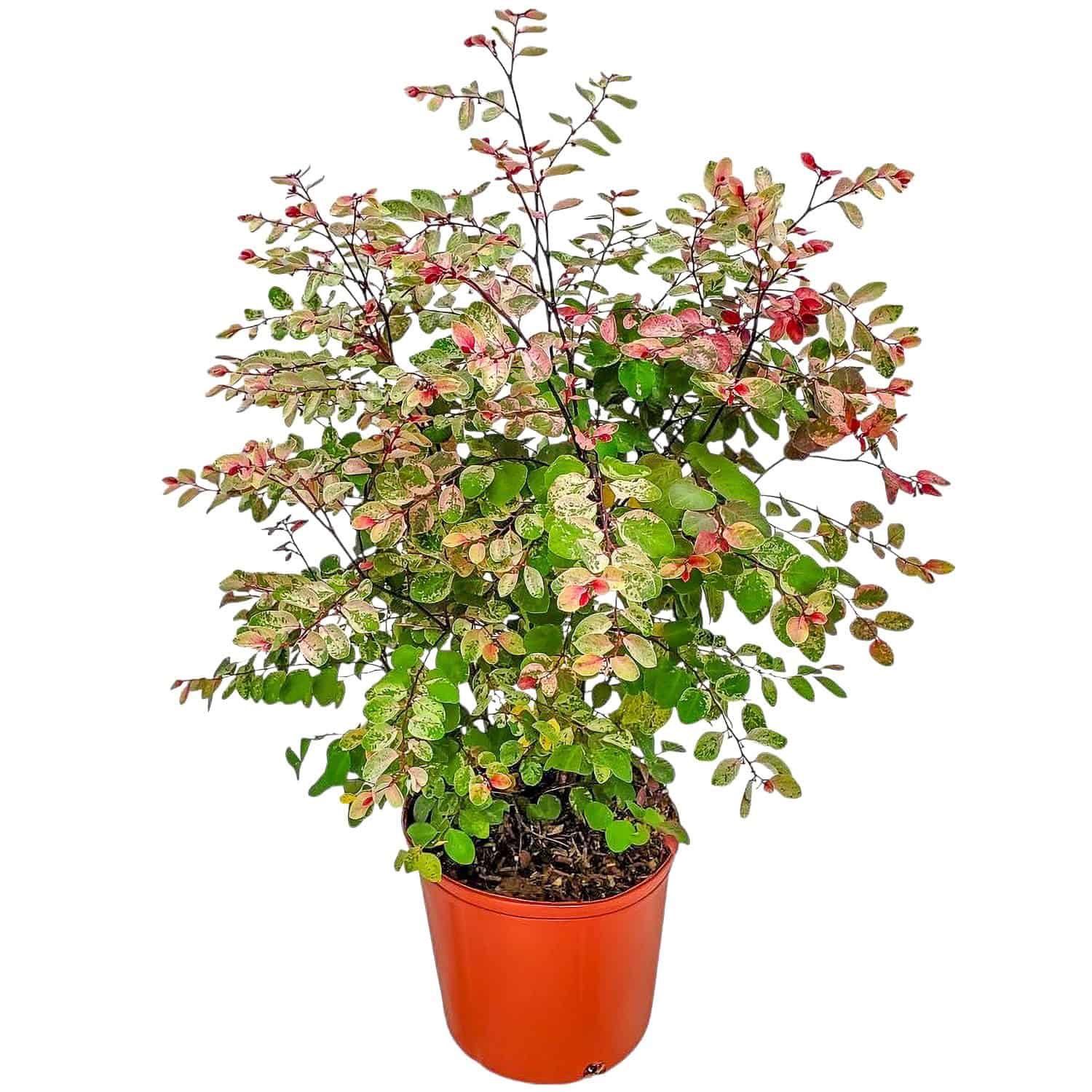 Tropical Plants of Florida - Snow on the Mountain in 3 Gallon Nursery Pot 1 Pack