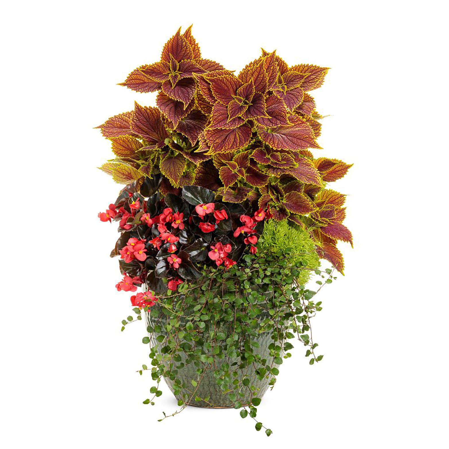 Proven Winners BETPRW0057504 annuals - View #6