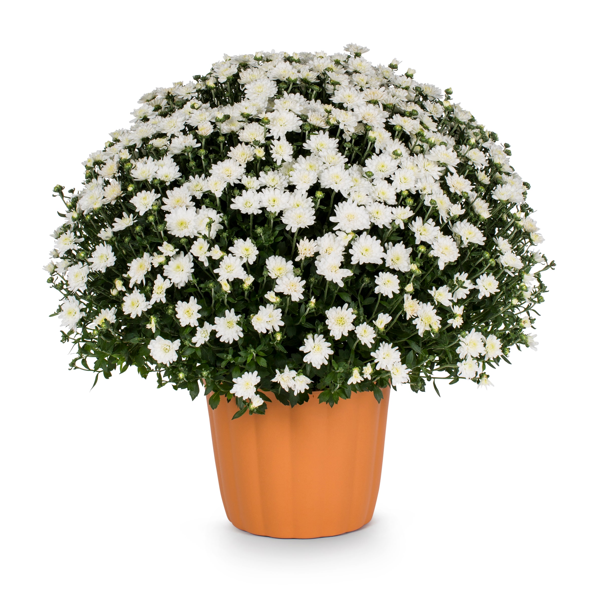 Lowe's NURSERY White Mum in 3-Quart Planter