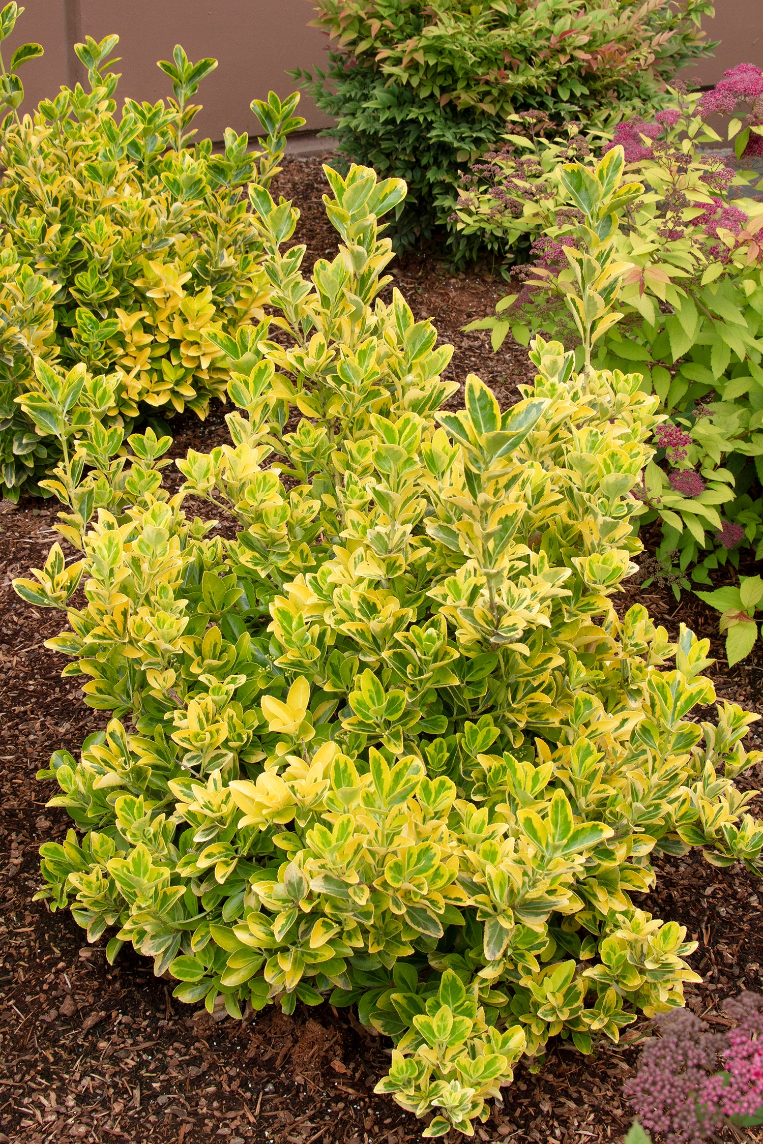 How To Grow And Care For Euonymus Shrubs Gardener's Path