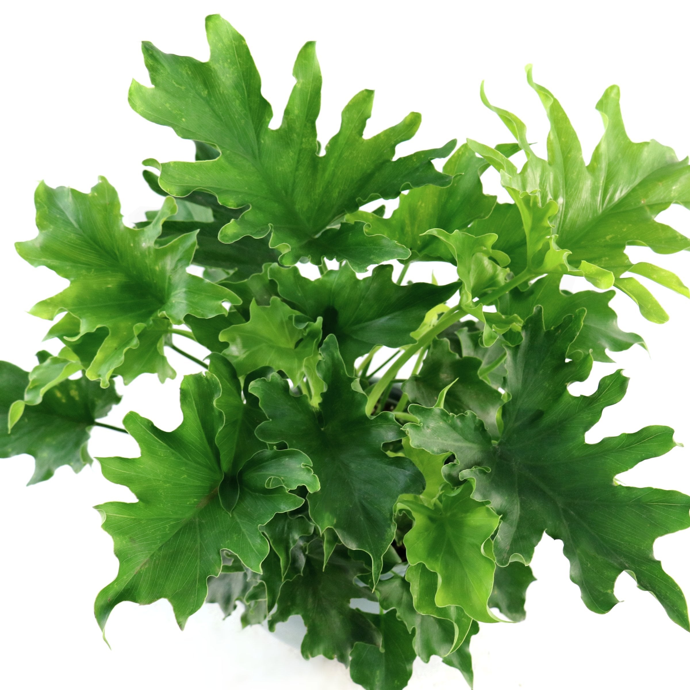 National Plant Network LW2428 Philodendron Lickety Split House plant in 6 Inch(es) Pot 1 -Pack