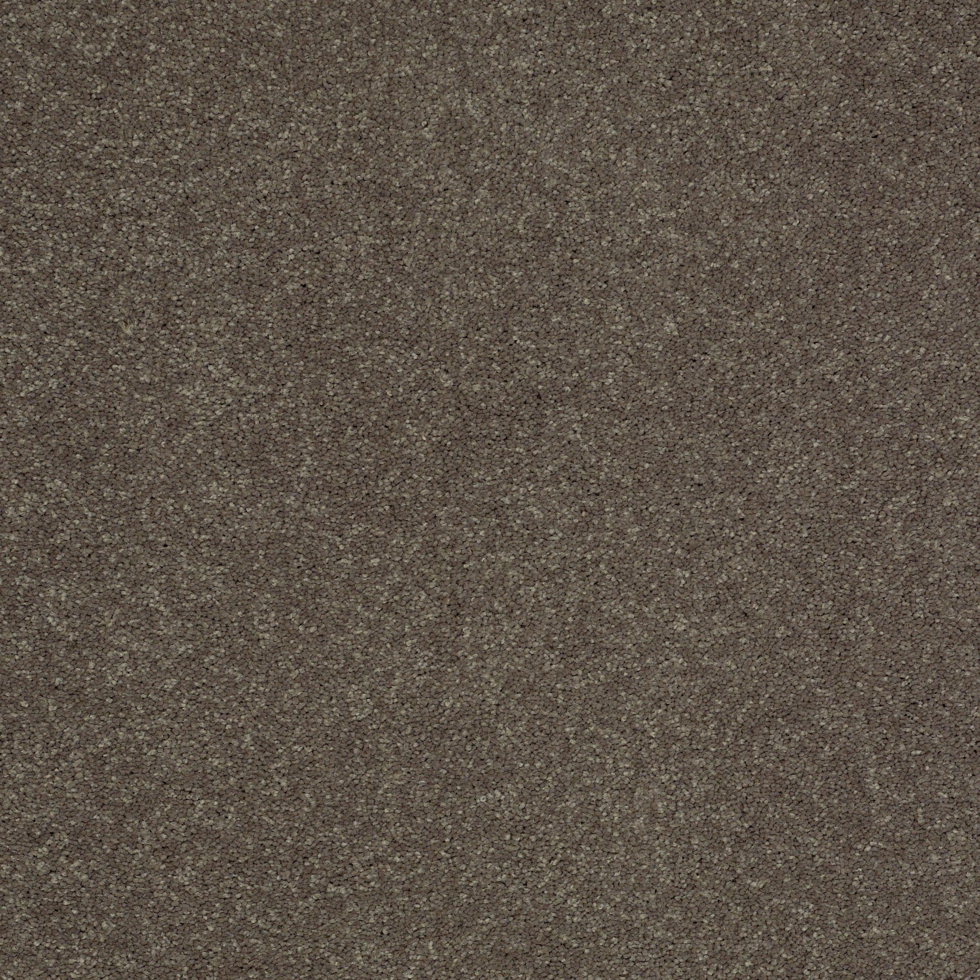STAINMASTER PetProtect 7L88100521 Best Of Breed I Timber Gray 48.8-oz sq yard Nylon Textured Indoor Carpet