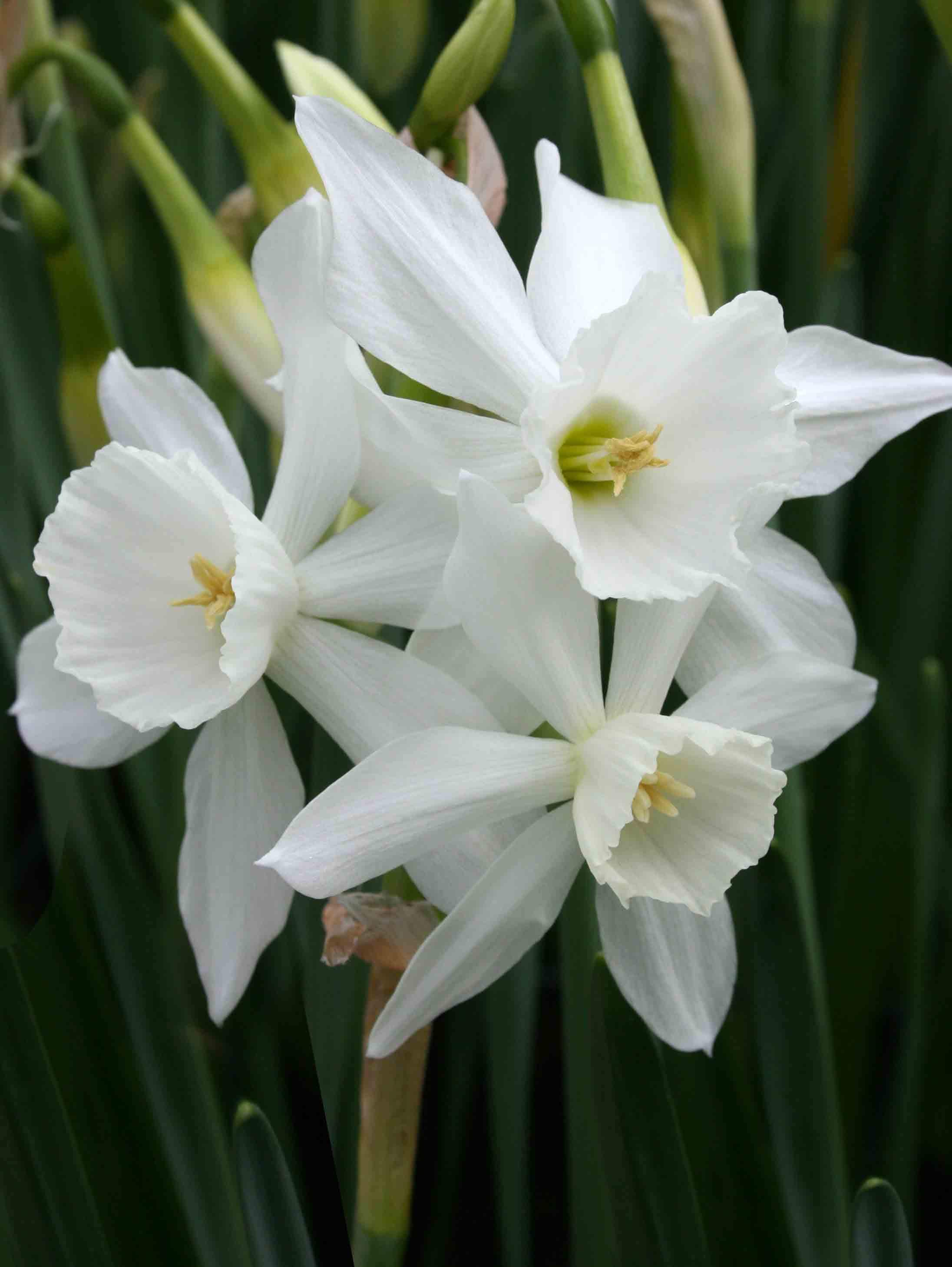  20.23586 White Thalia Daffodil Narcissus Bulbs