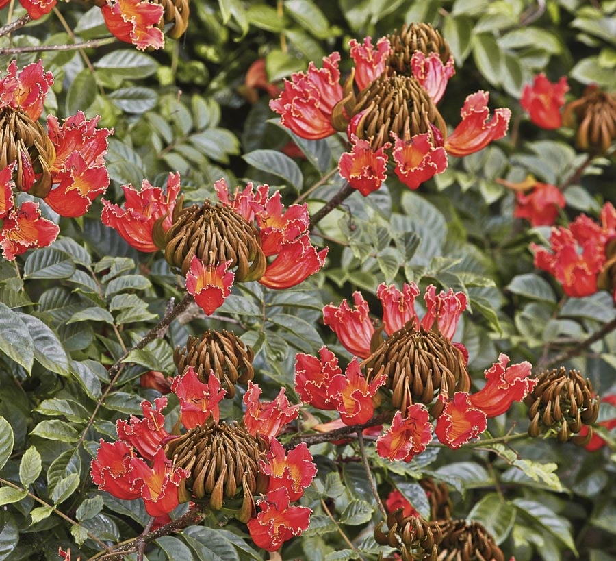 Lowe's NURSERY 6-Gallons Orange Flowering African Tulip Tree In Pot (With Soil)