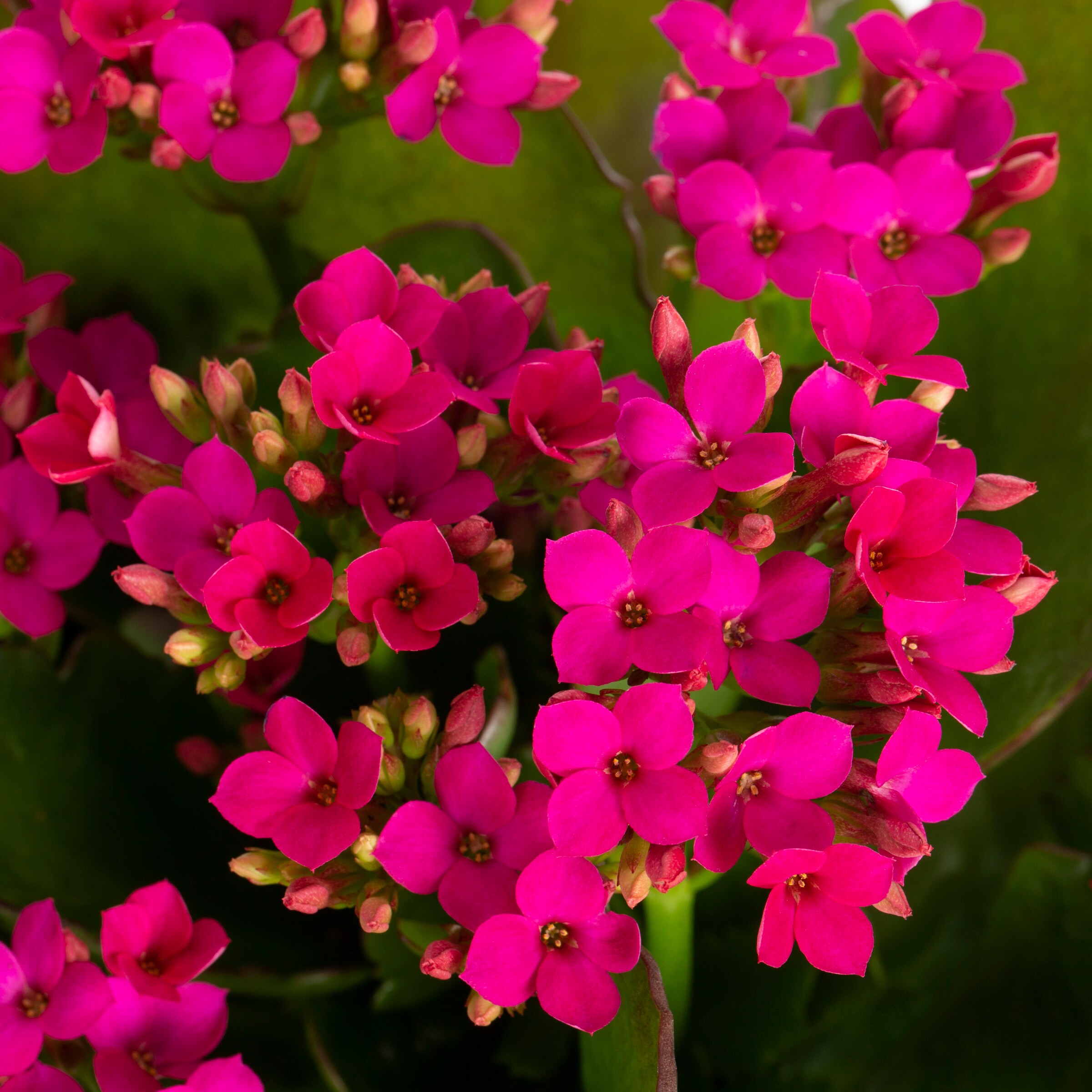 Monrovia NURSERY annuals - View #2
