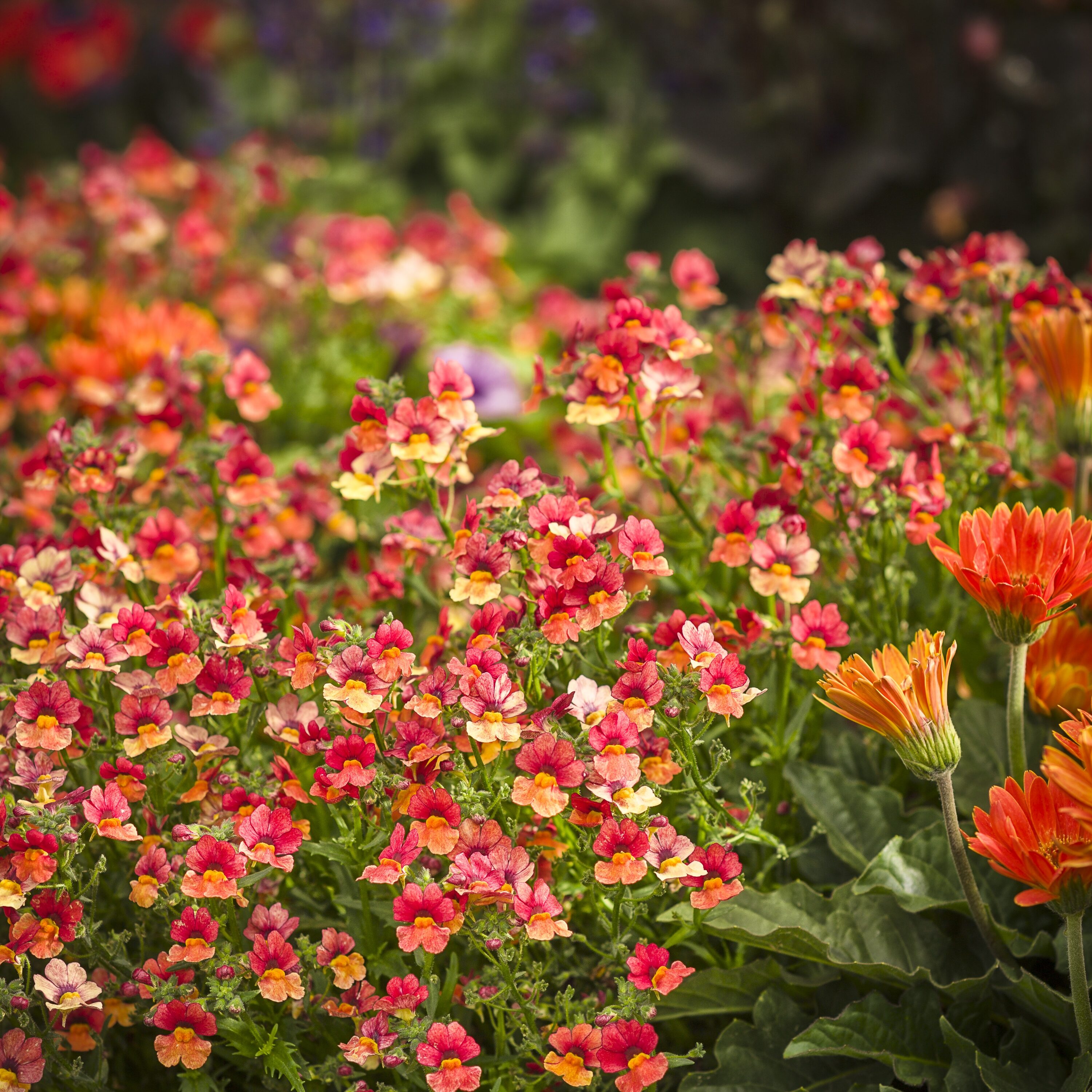 Lowe's NURSERY annuals - View #4