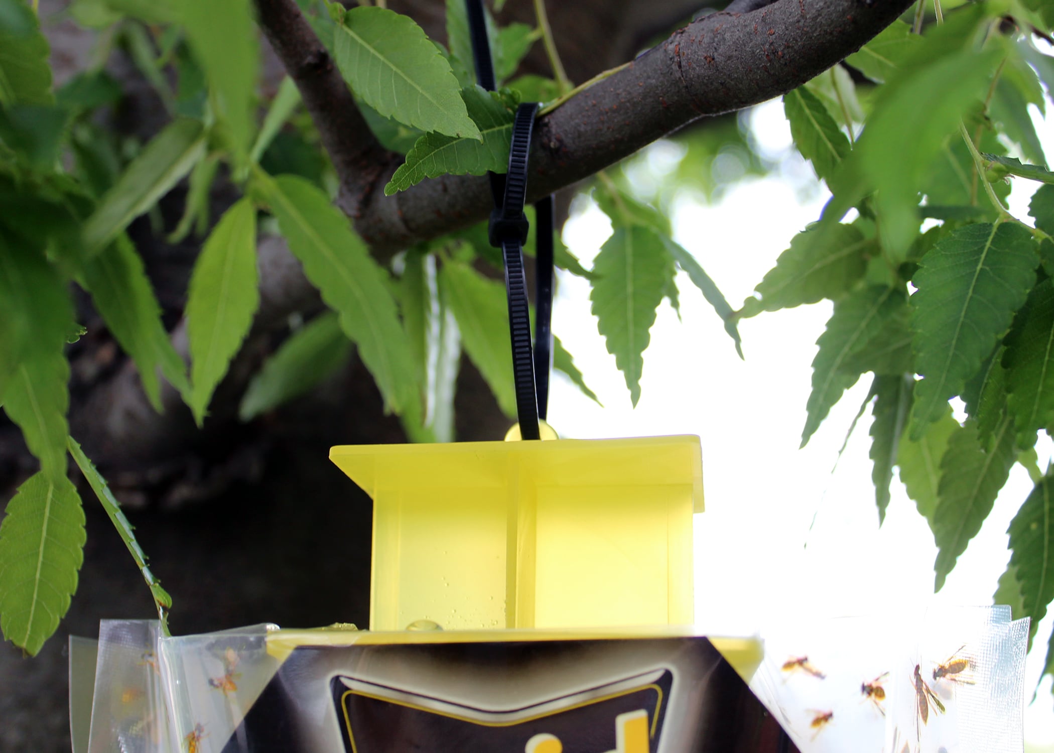 Raid WASPBAG-RAID repellents - View #8