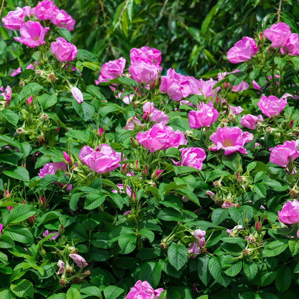 Direct Gardening 87628 roses - View #2