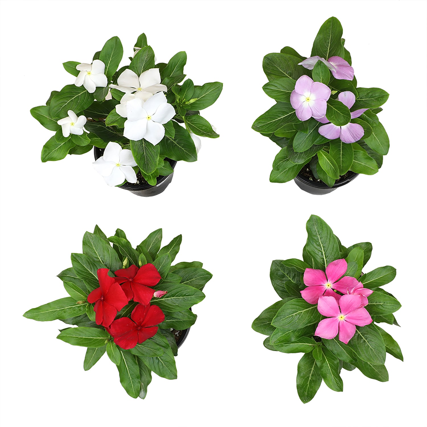 Altman Plants 0881450 annuals - View #2