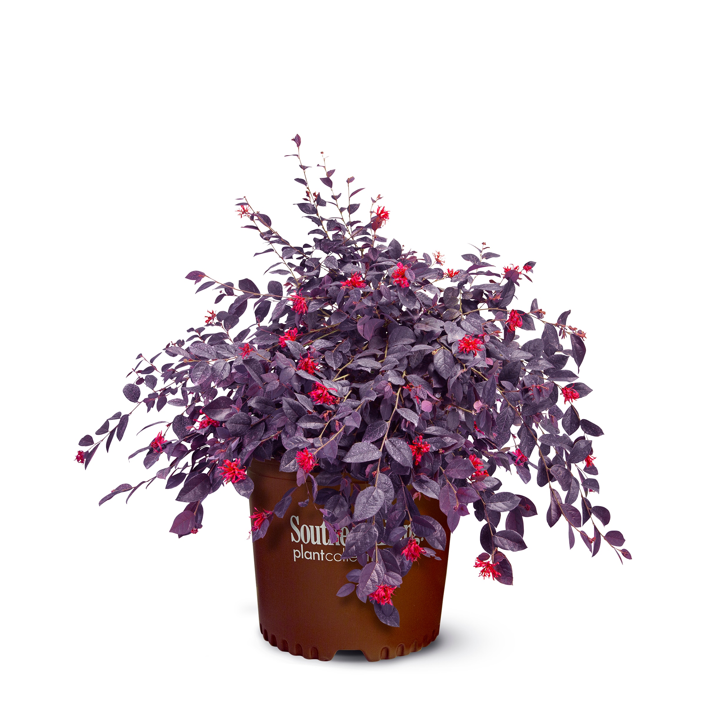 Lowe's NURSERY Red Diamond Midsize Loropetalum Accent Shrub in 2-Gallon Pot