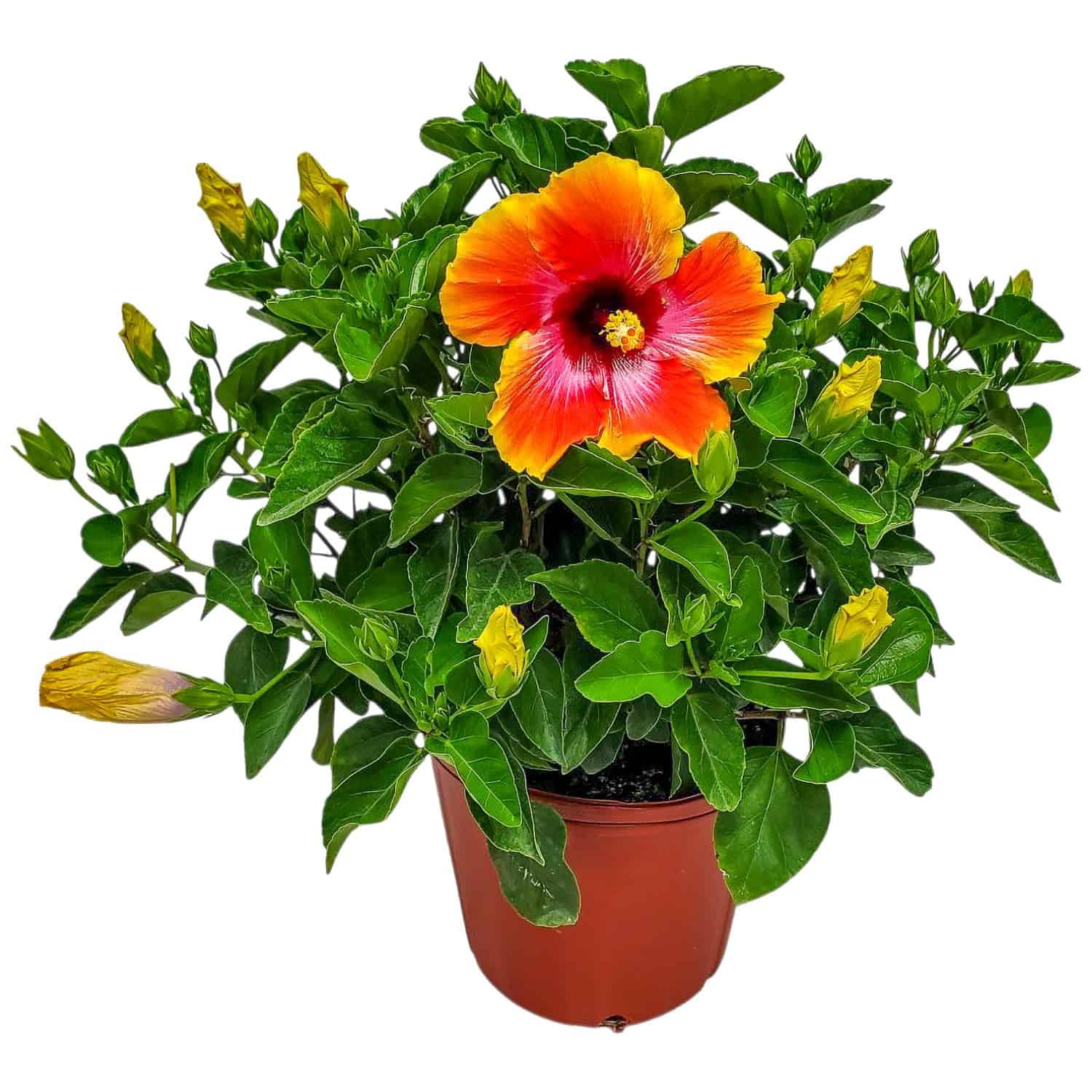 Tropical Plants of Florida - Fiesta Hibiscus Bush in 3 Gallon Nursery Pot 1 Pack