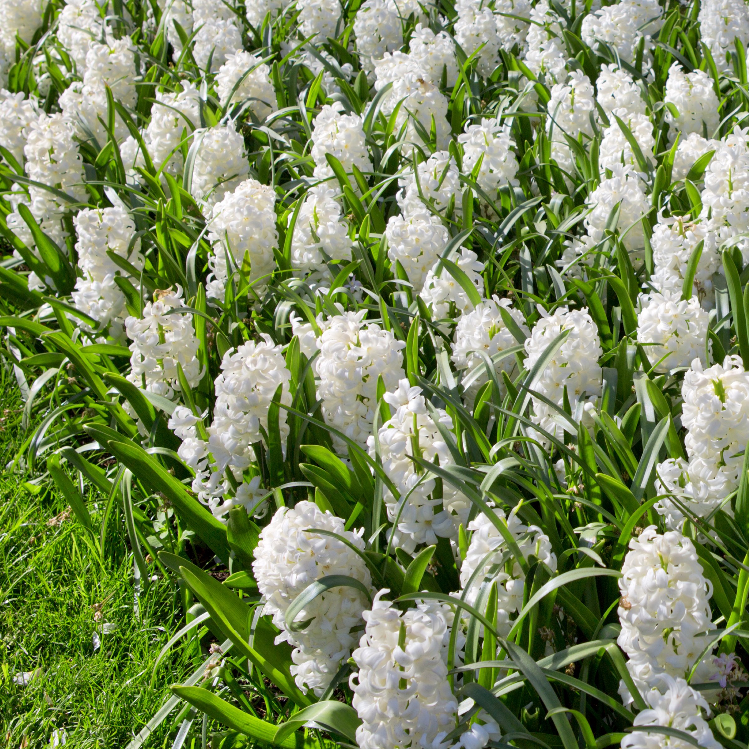 National Plant Network LW3145A Plant-Bulbs - View #7