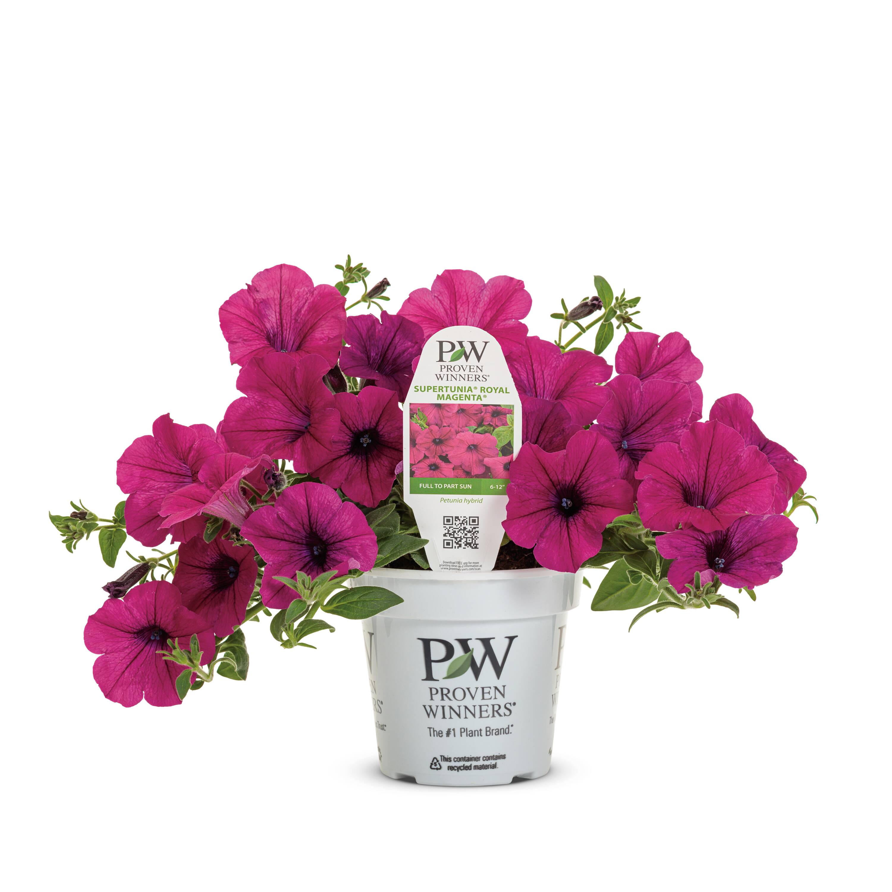 Proven Winners 5199156 Pink Petunia in 1.5 Pint Pot 1 -Pack