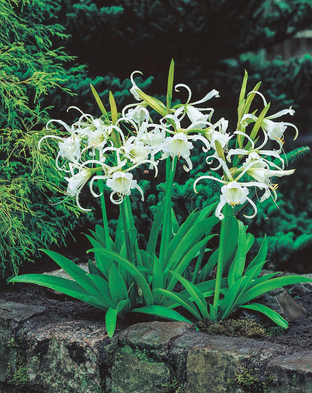Direct Gardening 96102 Plant-Bulbs - View #2