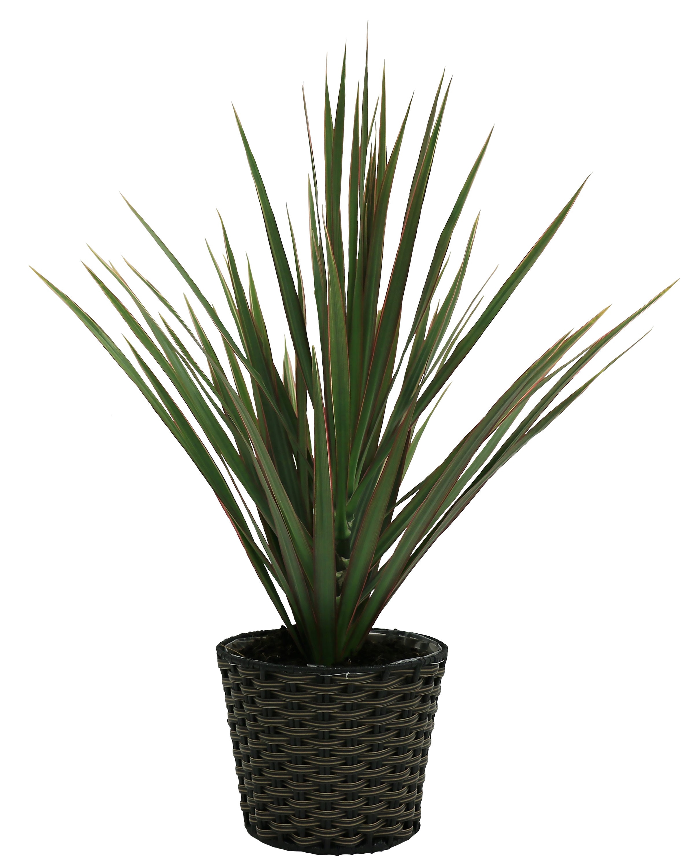 Costa Farms CO.MBC6.1.WEA.BWN Madagascar Dragon Tree in 1.4-Quart Plastic Planter