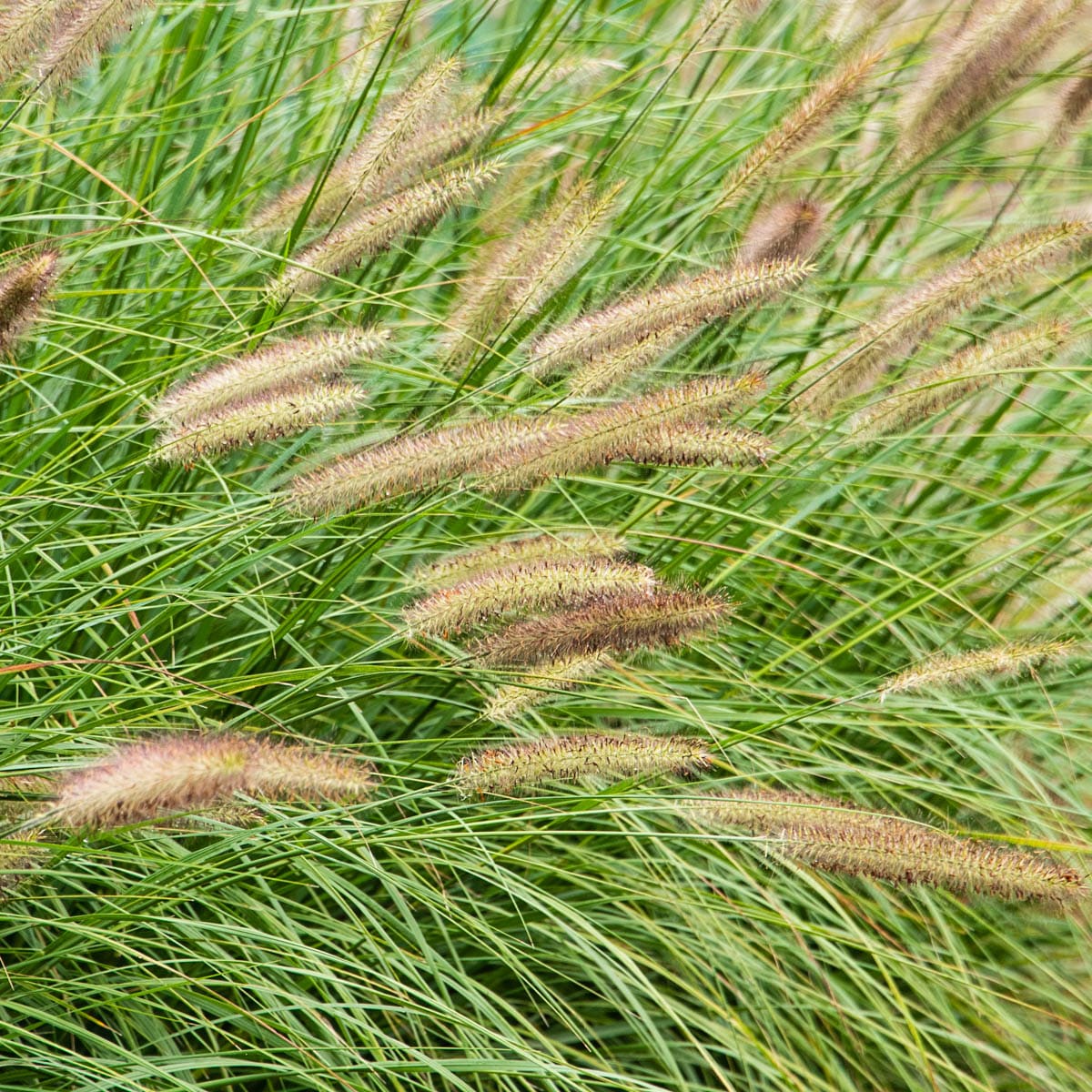 Direct Gardening 96134 Ornamental-Grasses - View #3