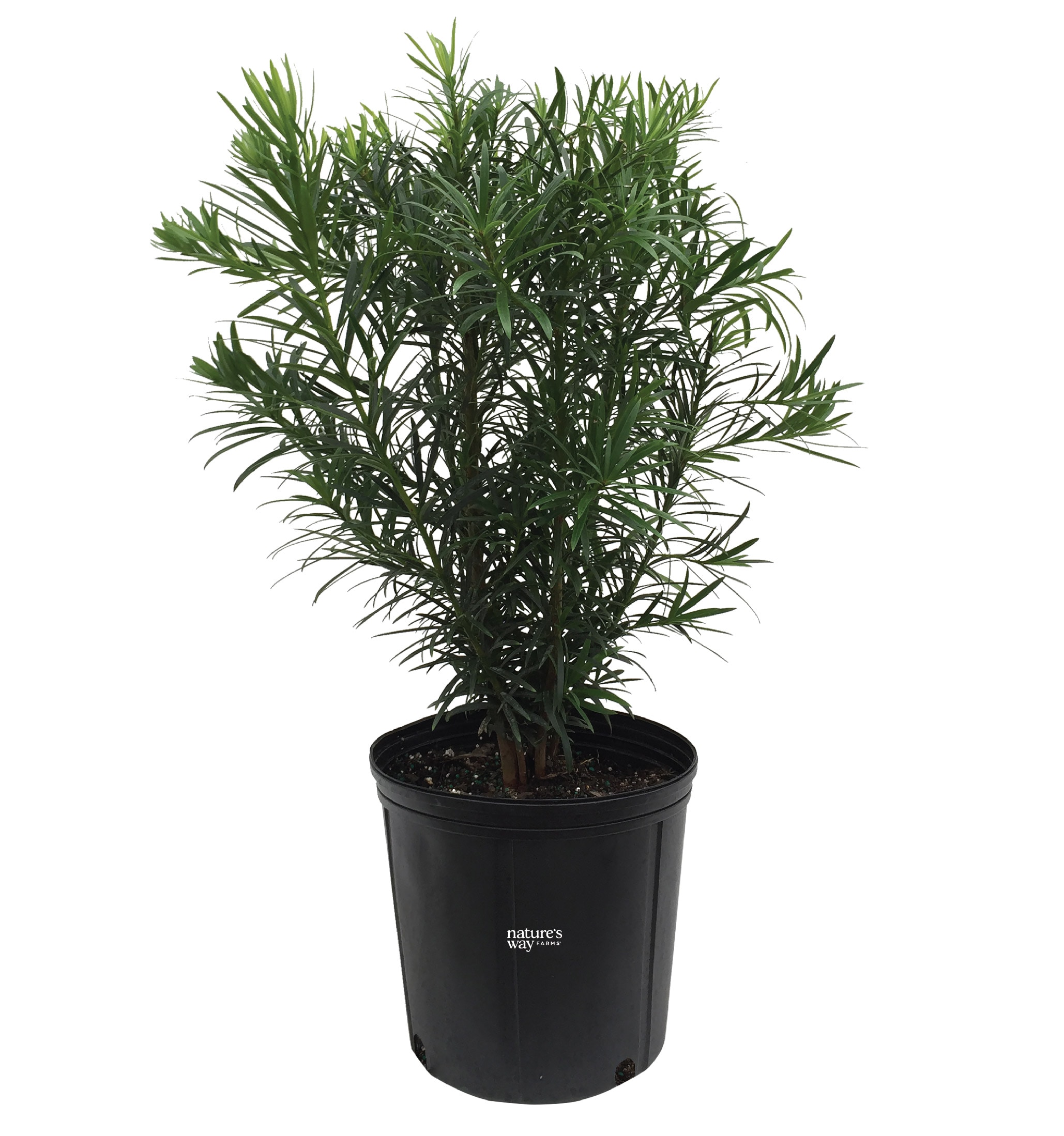  5800 Yew Pine Foundation/Hedge Shrub in 1 -Gallon Pot 1 -Pack with Green Blooms