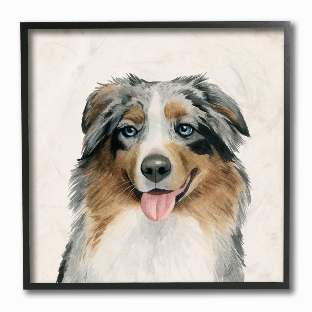 are australian shepherds soft